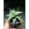 2096. Sansevieria Bianca Size 10 Cm