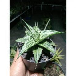2096. Sansevieria Bianca Size 10 Cm