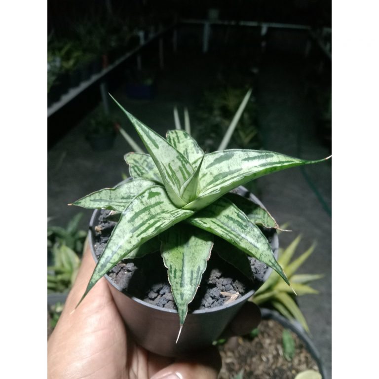 2096. Sansevieria Bianca Size 10 Cm