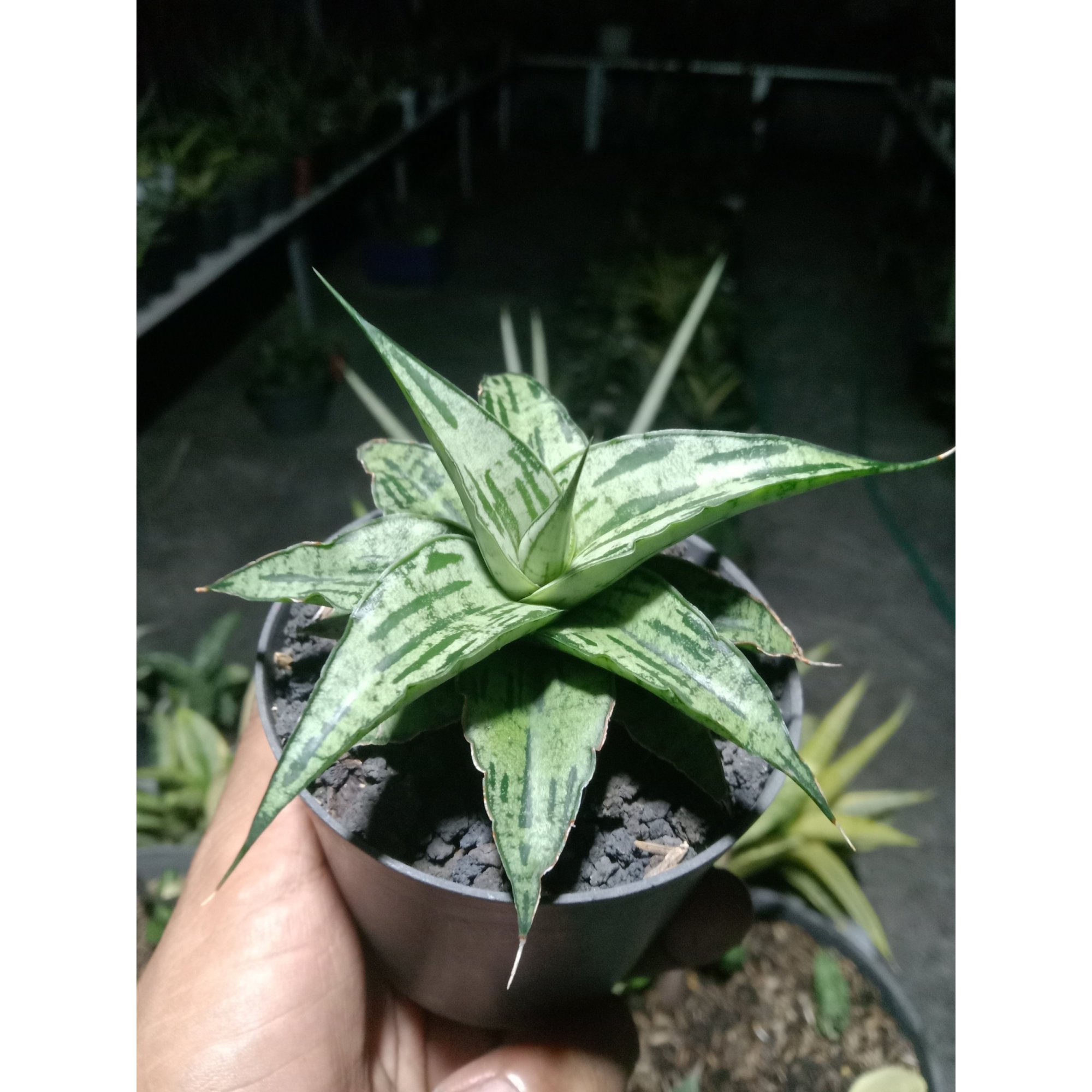2096. Sansevieria Bianca Size 10 Cm