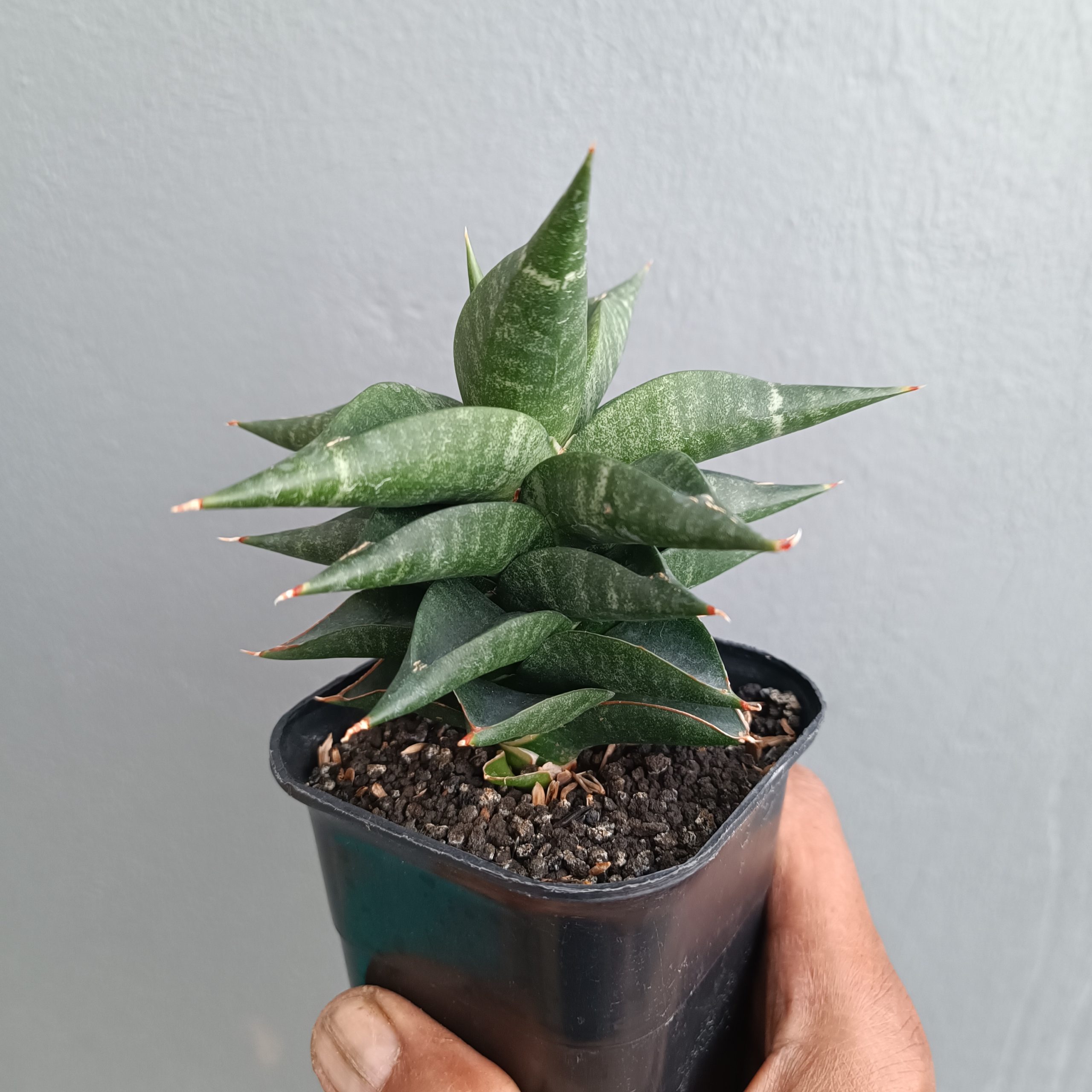 1309. Sansevieria Bimara - Image 5