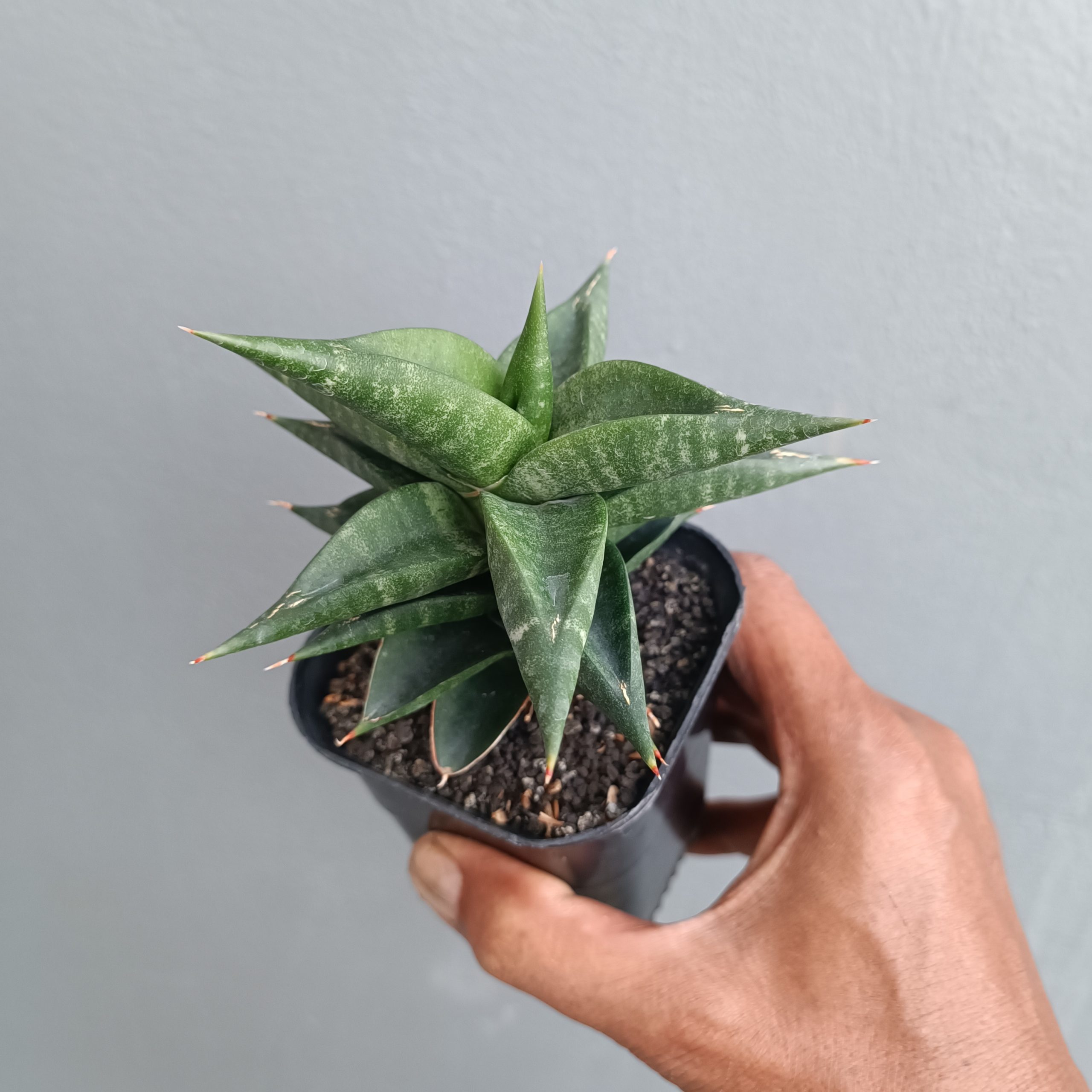 1309. Sansevieria Bimara - Image 6
