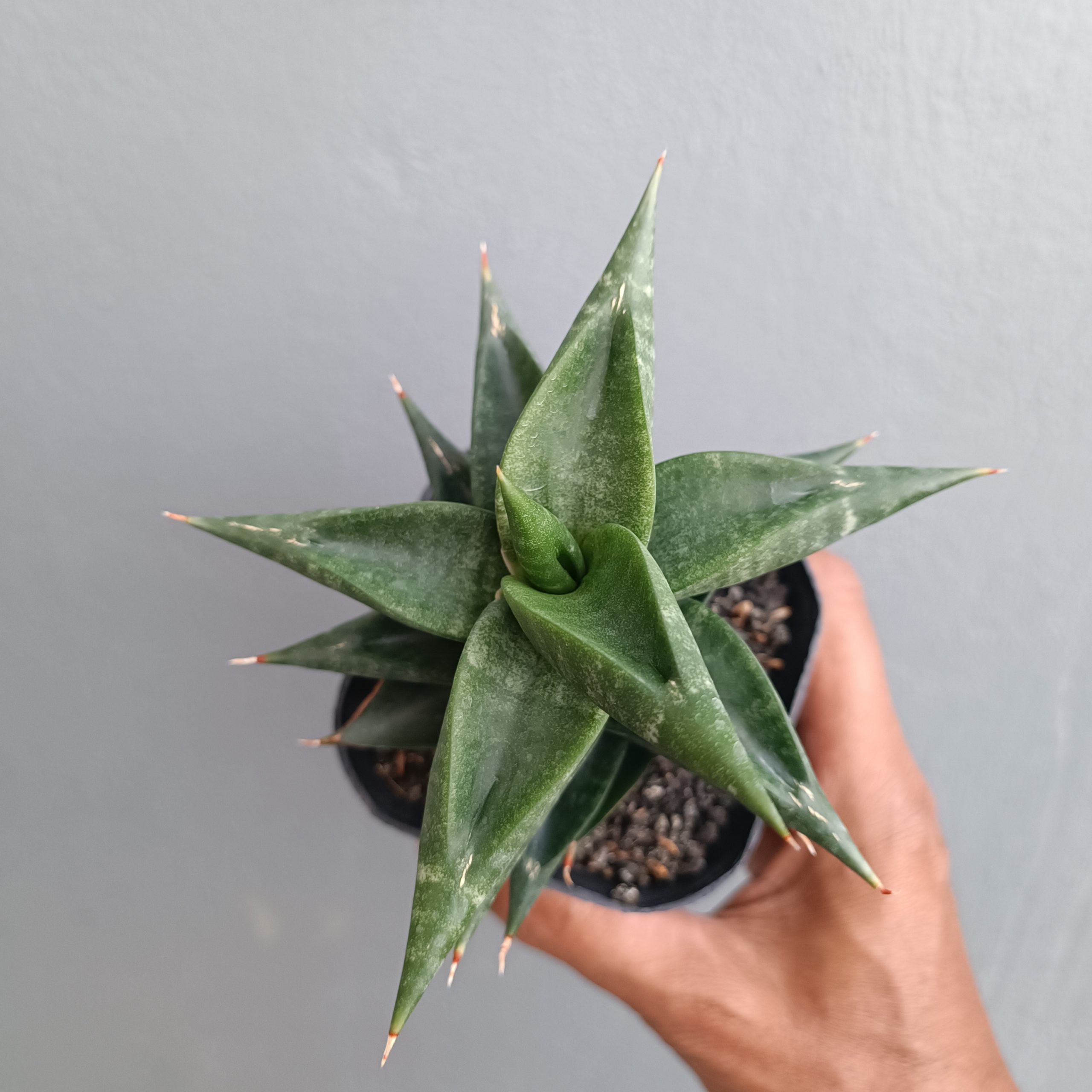 1309. Sansevieria Bimara - Image 4