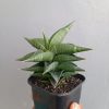 1309. Sansevieria Bimara