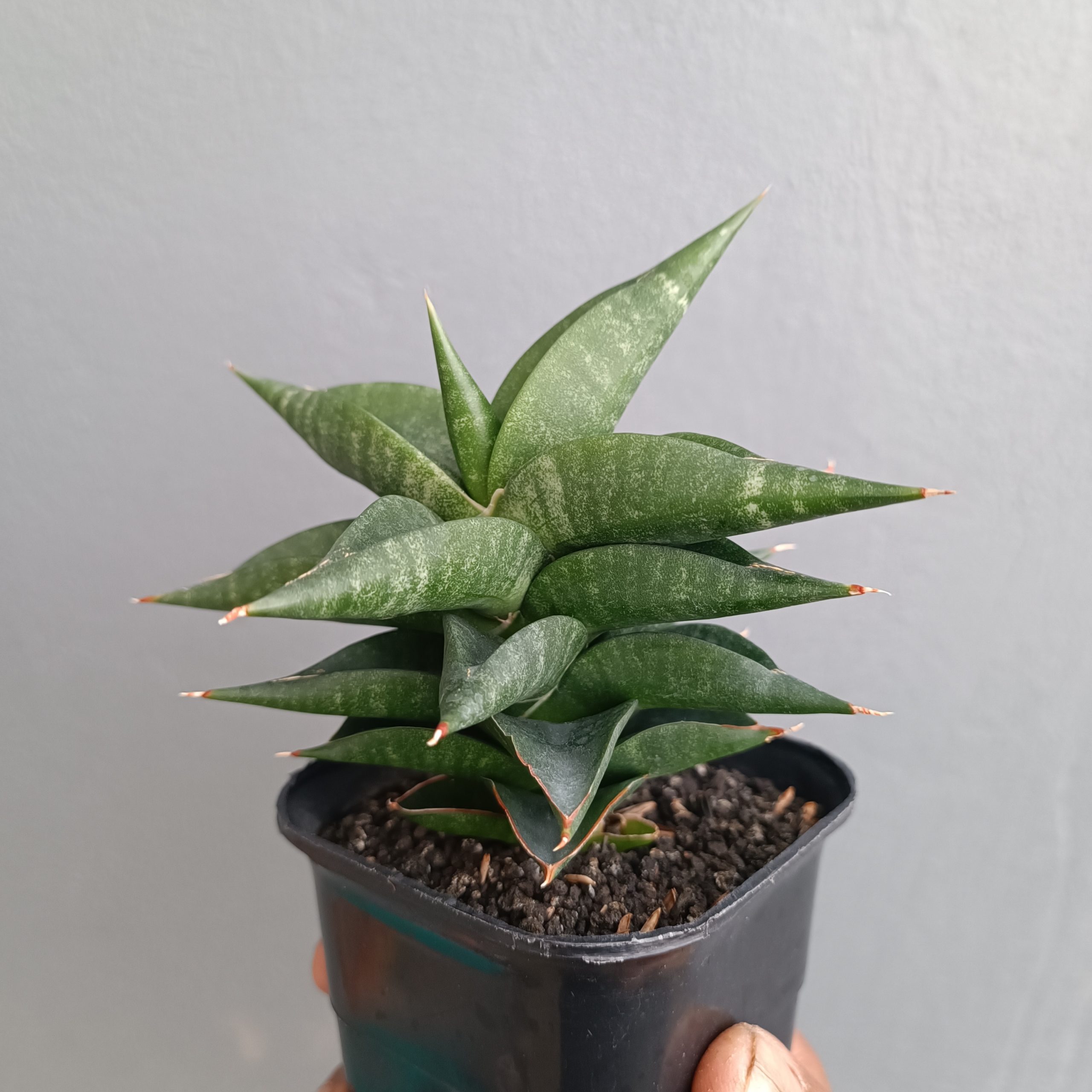 1309. Sansevieria Bimara