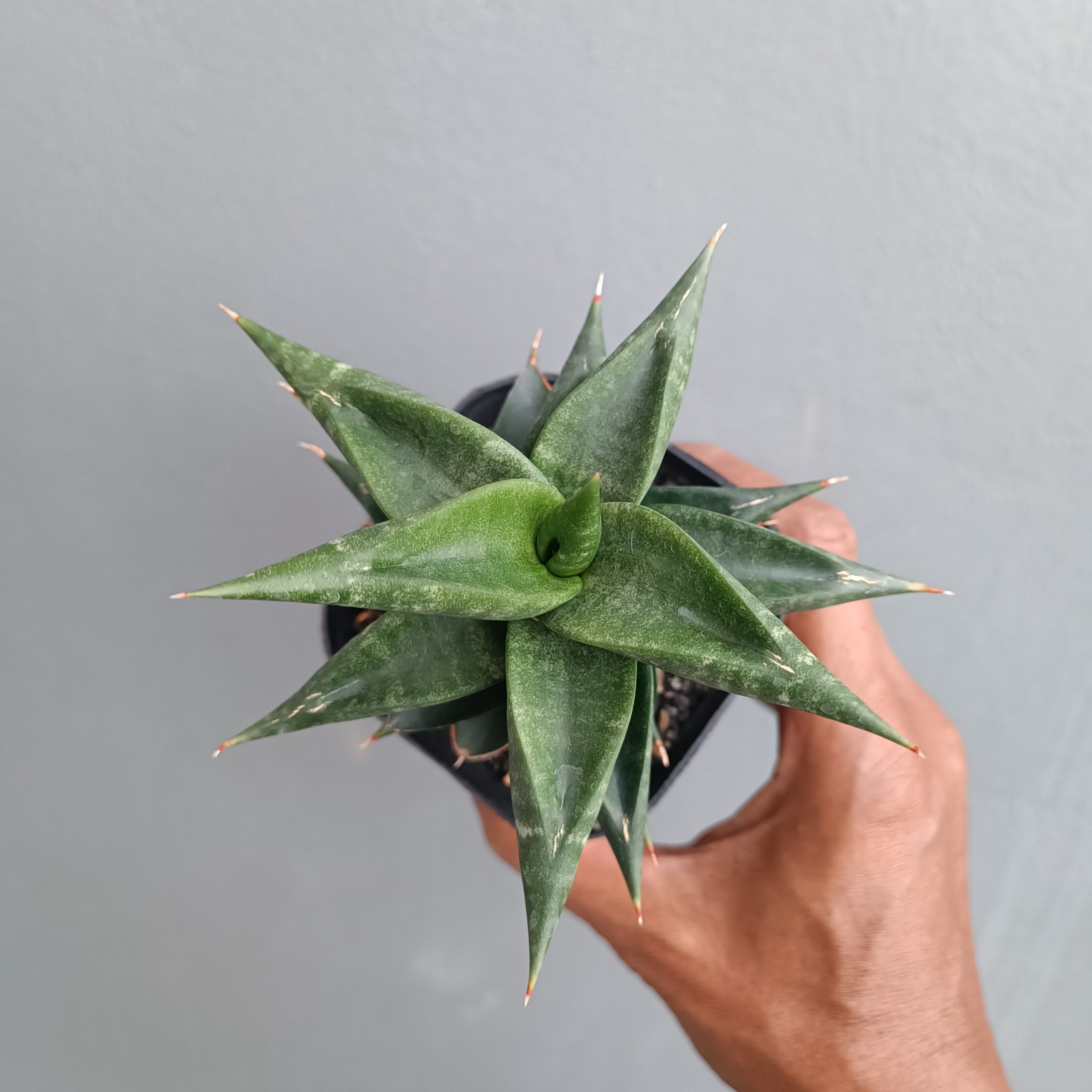 1309. Sansevieria Bimara - Image 7