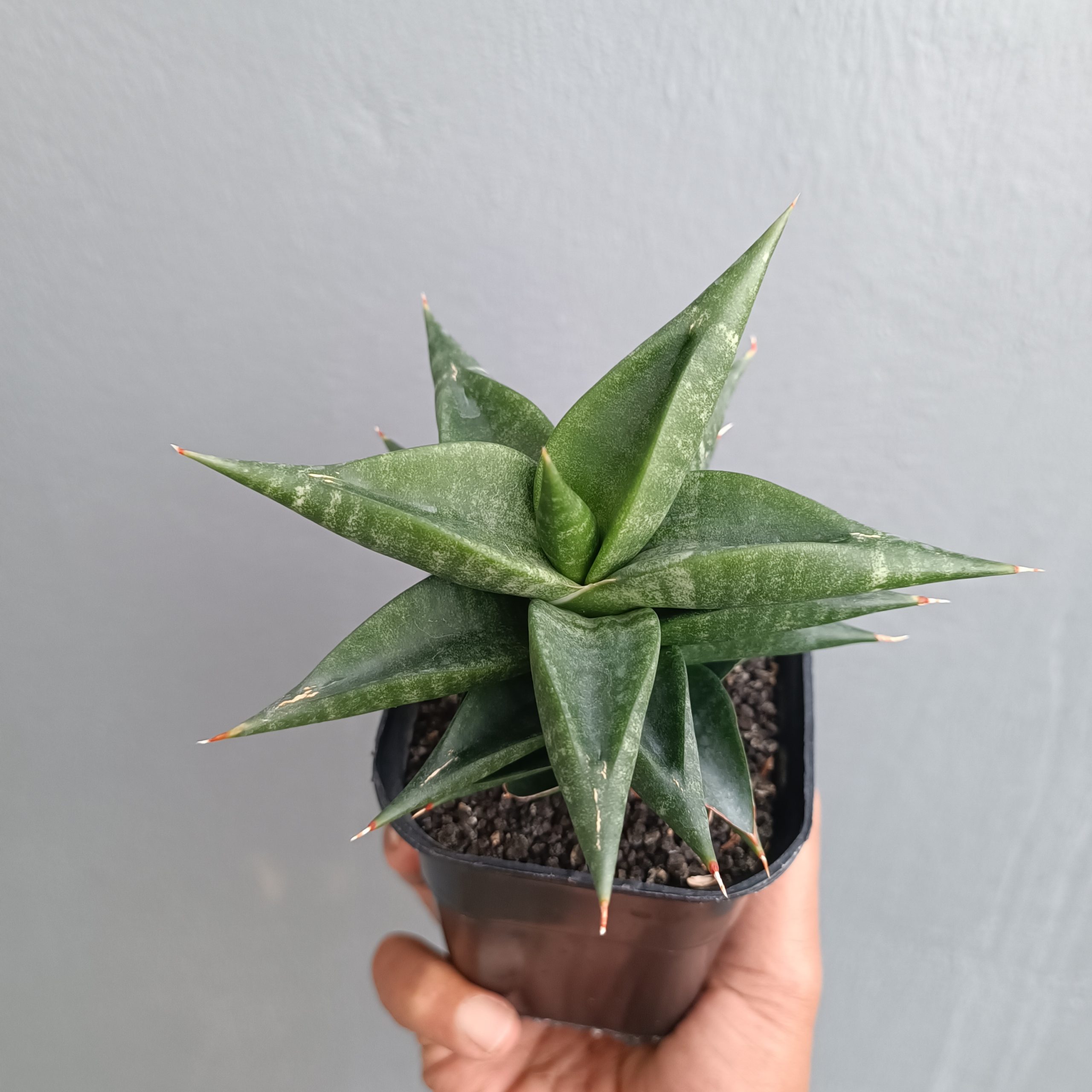 1309. Sansevieria Bimara - Image 3