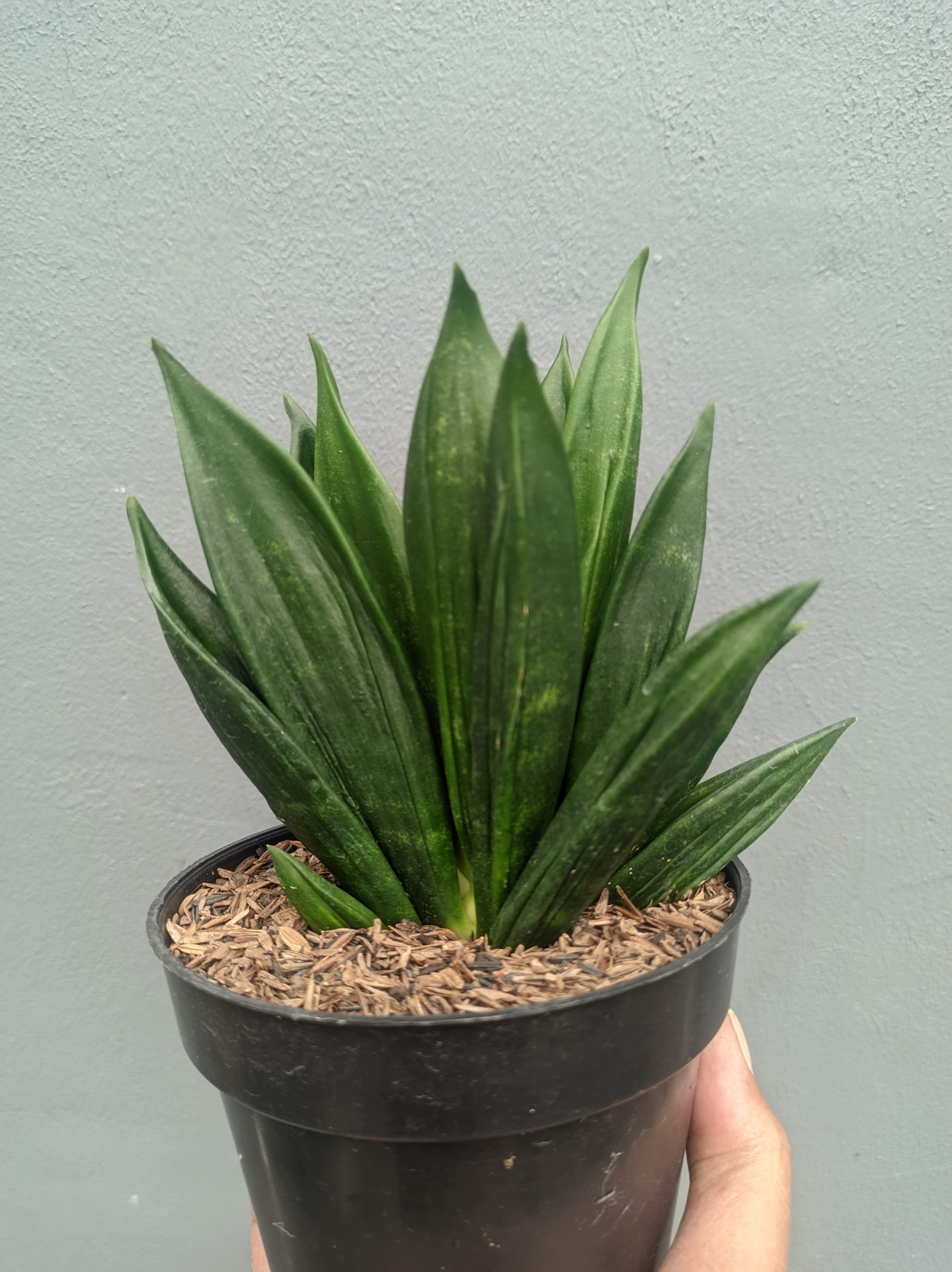 1454. Sansevieria Black Angel - Image 2