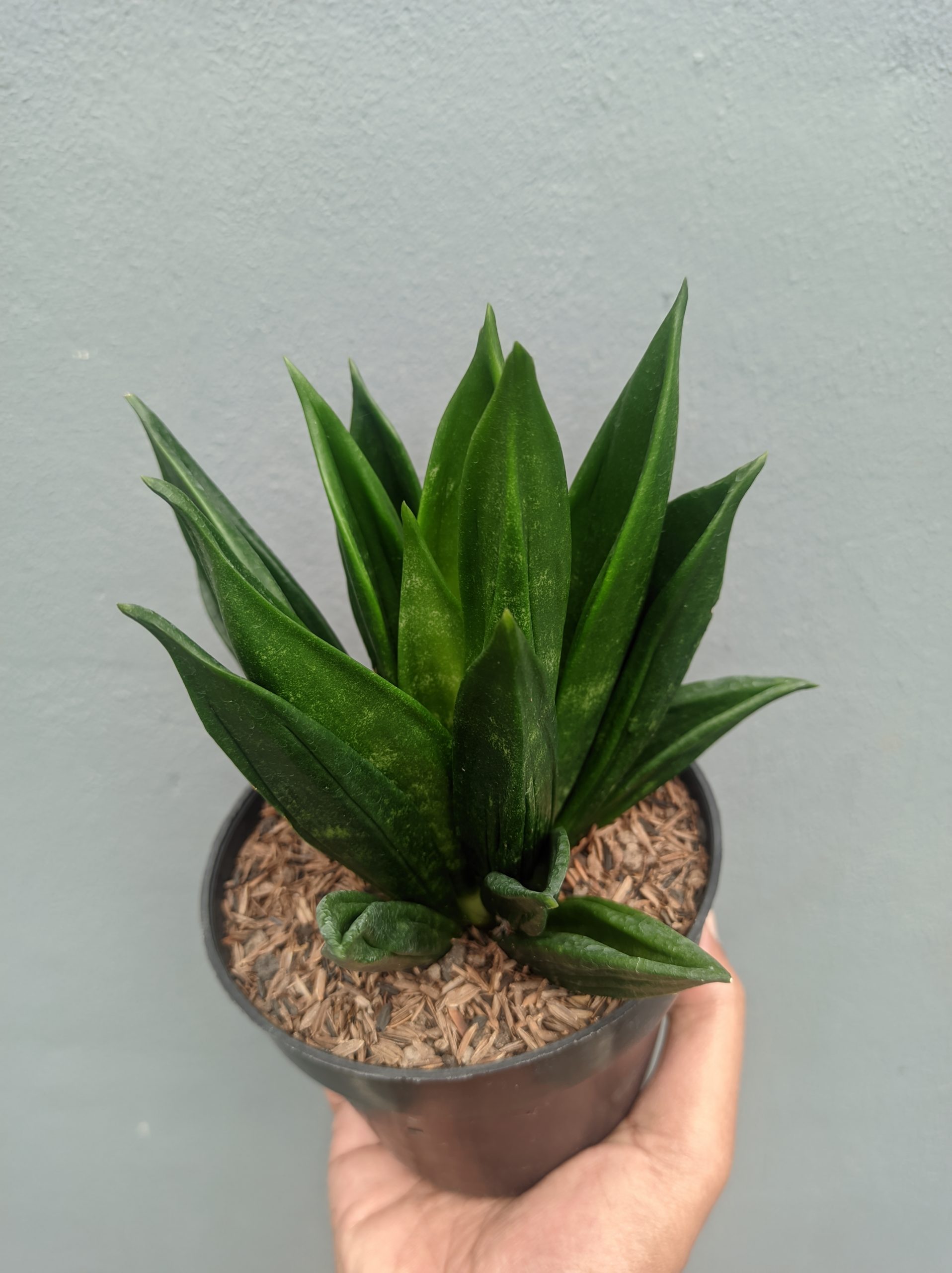 1454. Sansevieria Black Angel - Image 3
