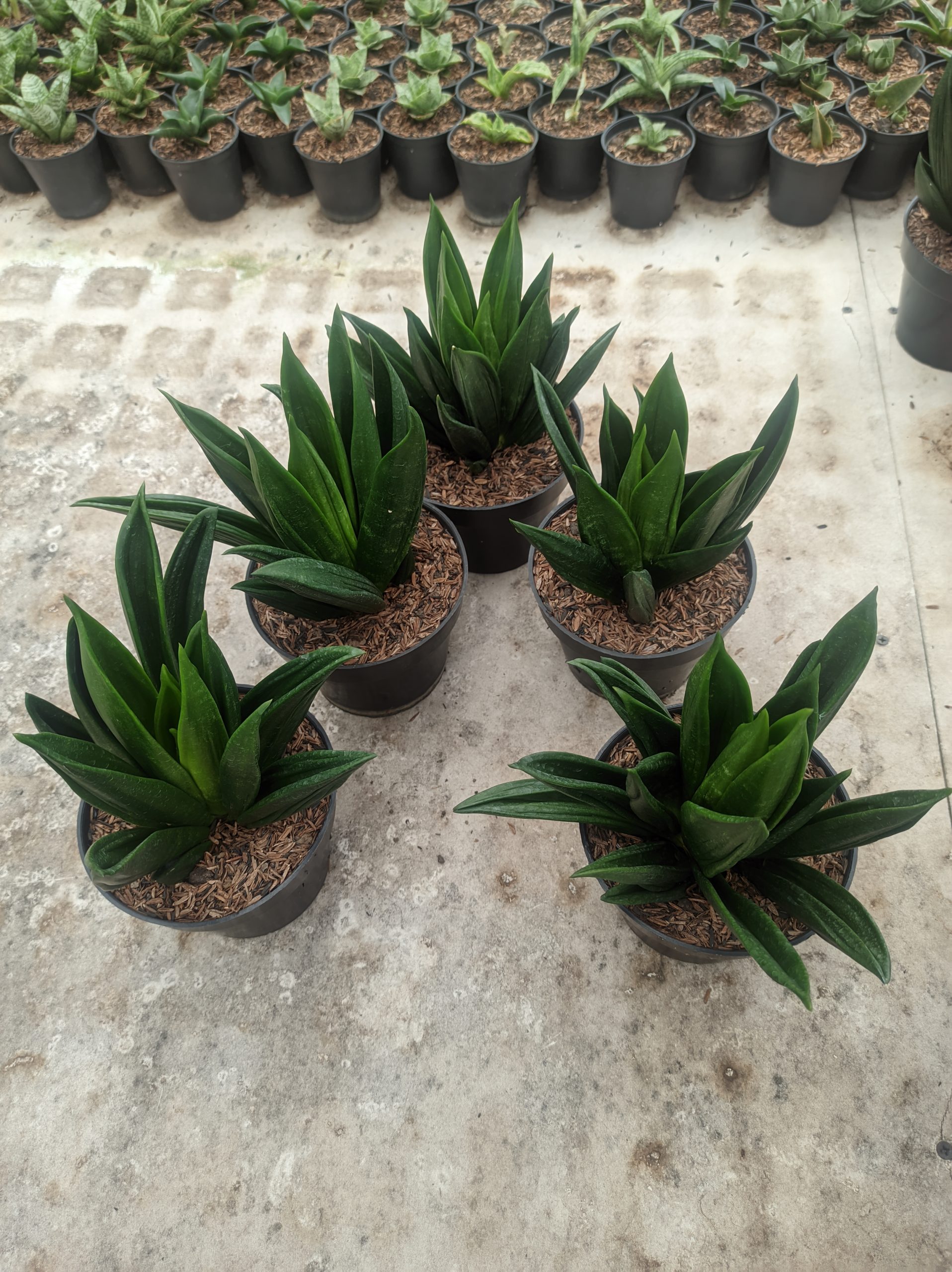 1454. Sansevieria Black Angel - Image 4