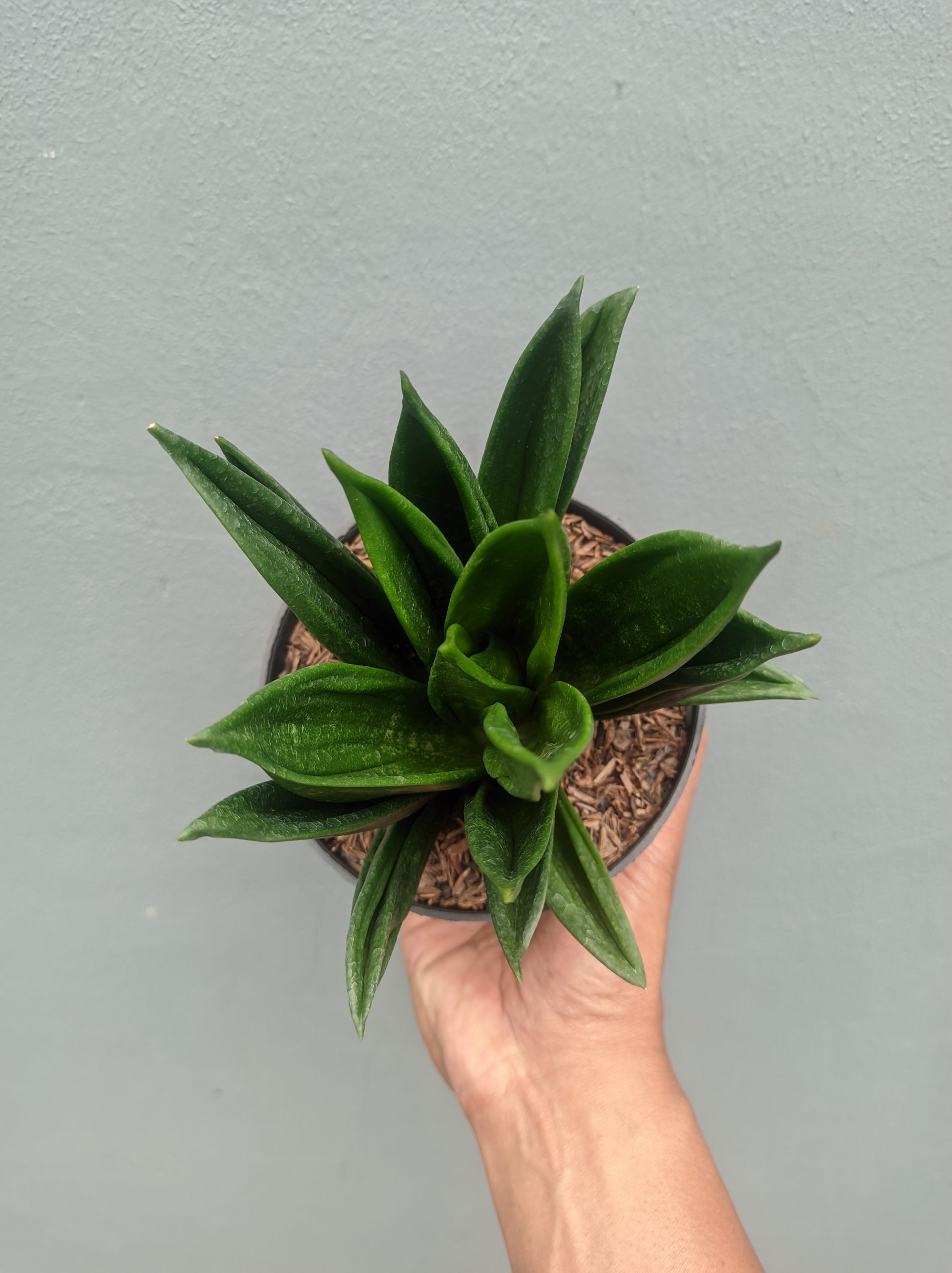 1454. Sansevieria Black Angel - Image 5