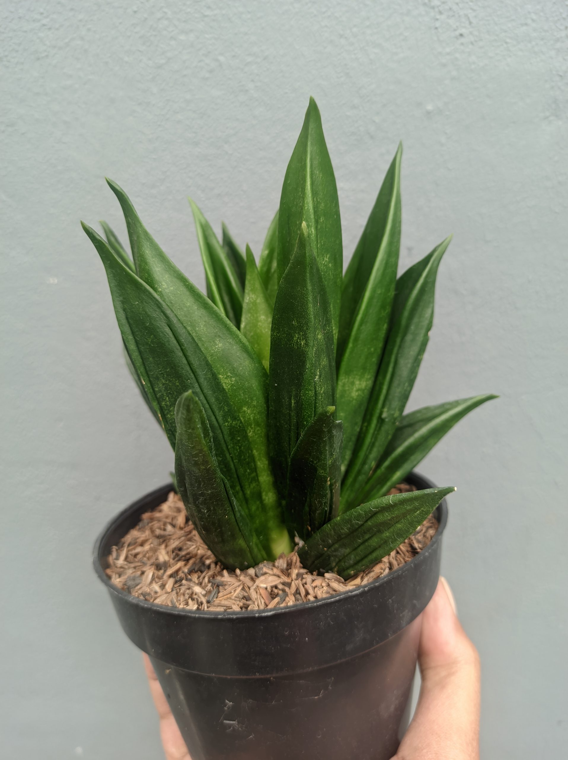1454. Sansevieria Black Angel - Image 6