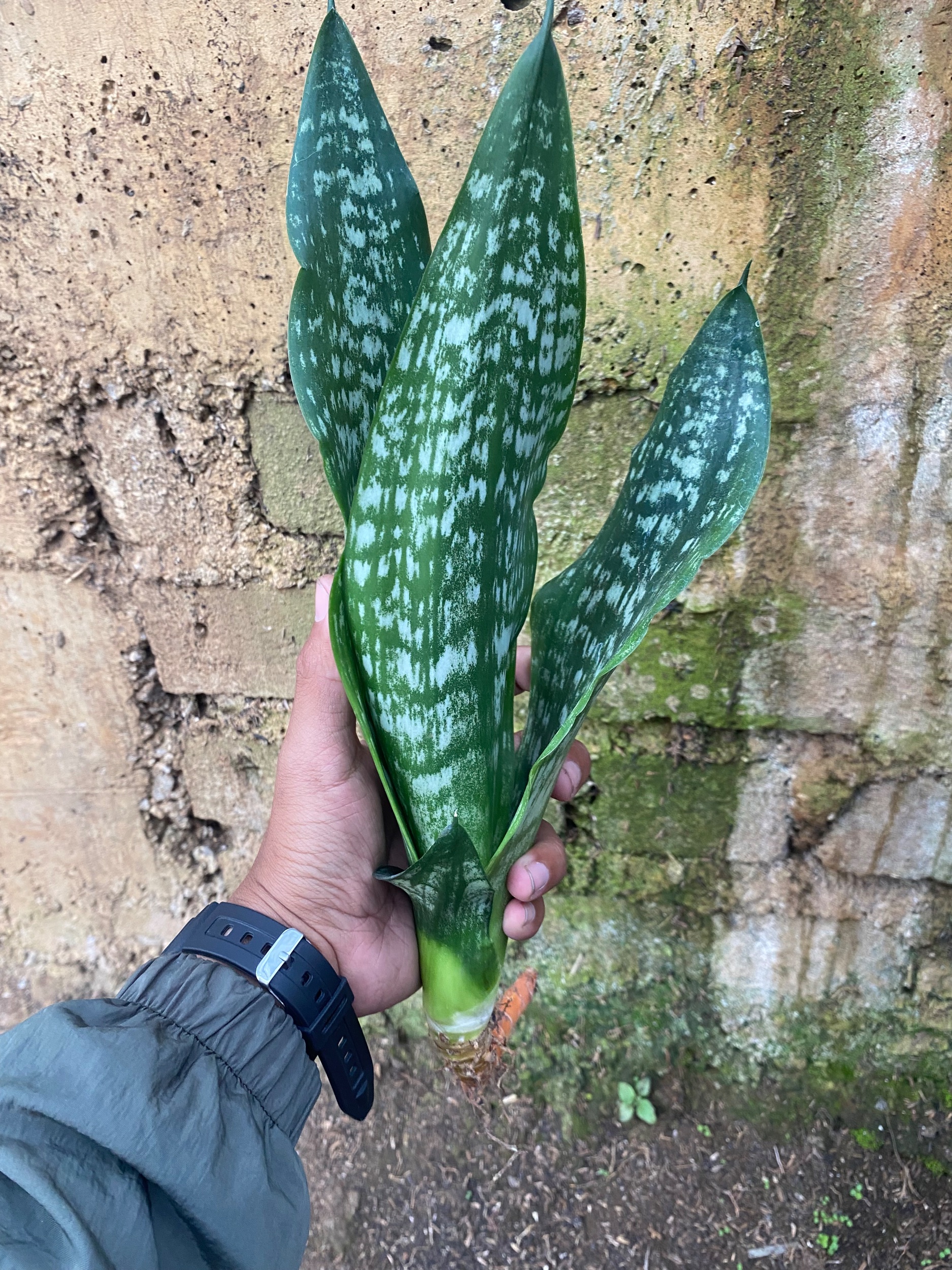 2131. Sansevieria Black Brazilian - Image 2