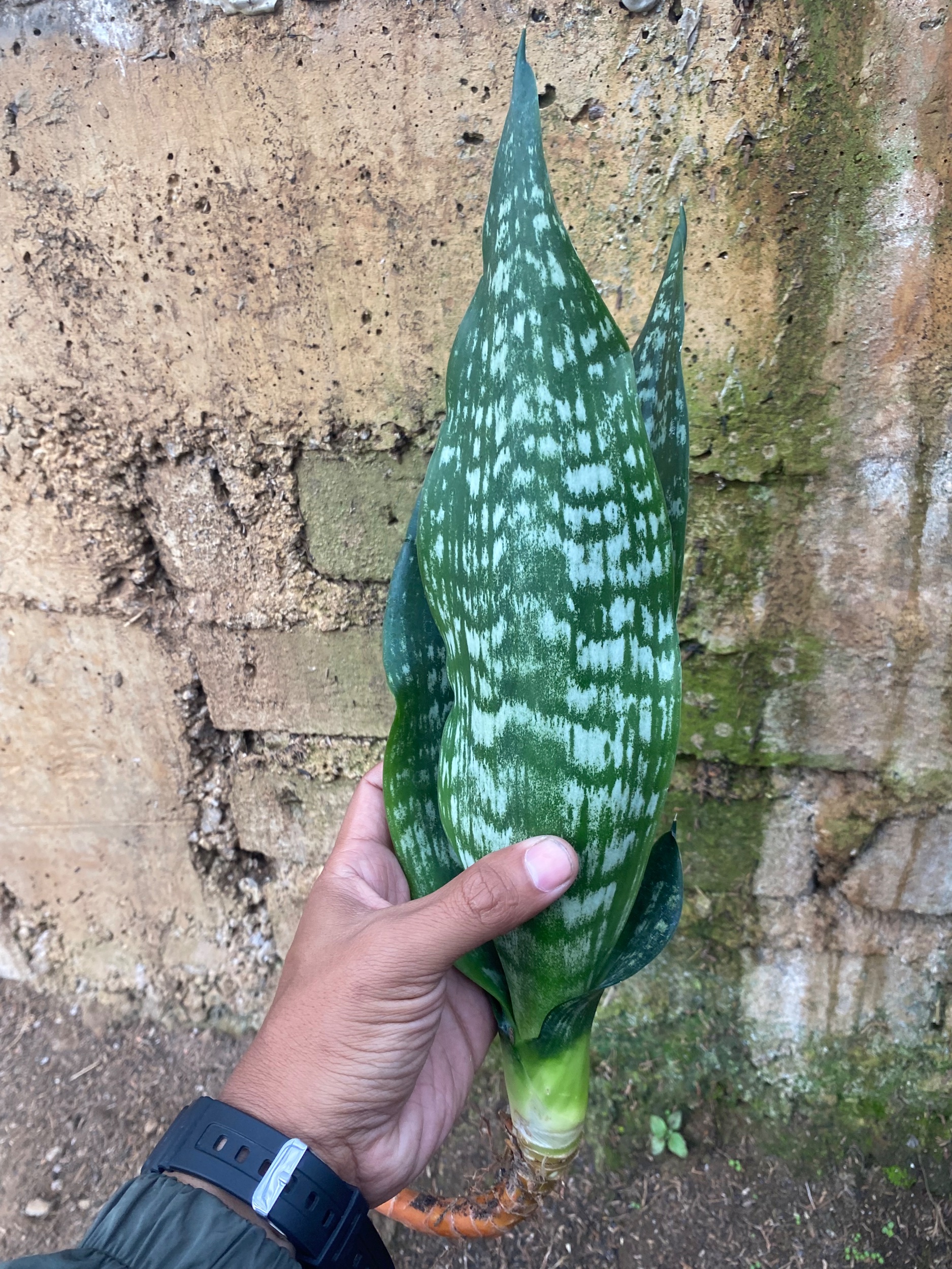 2131. Sansevieria Black Brazilian - Image 3