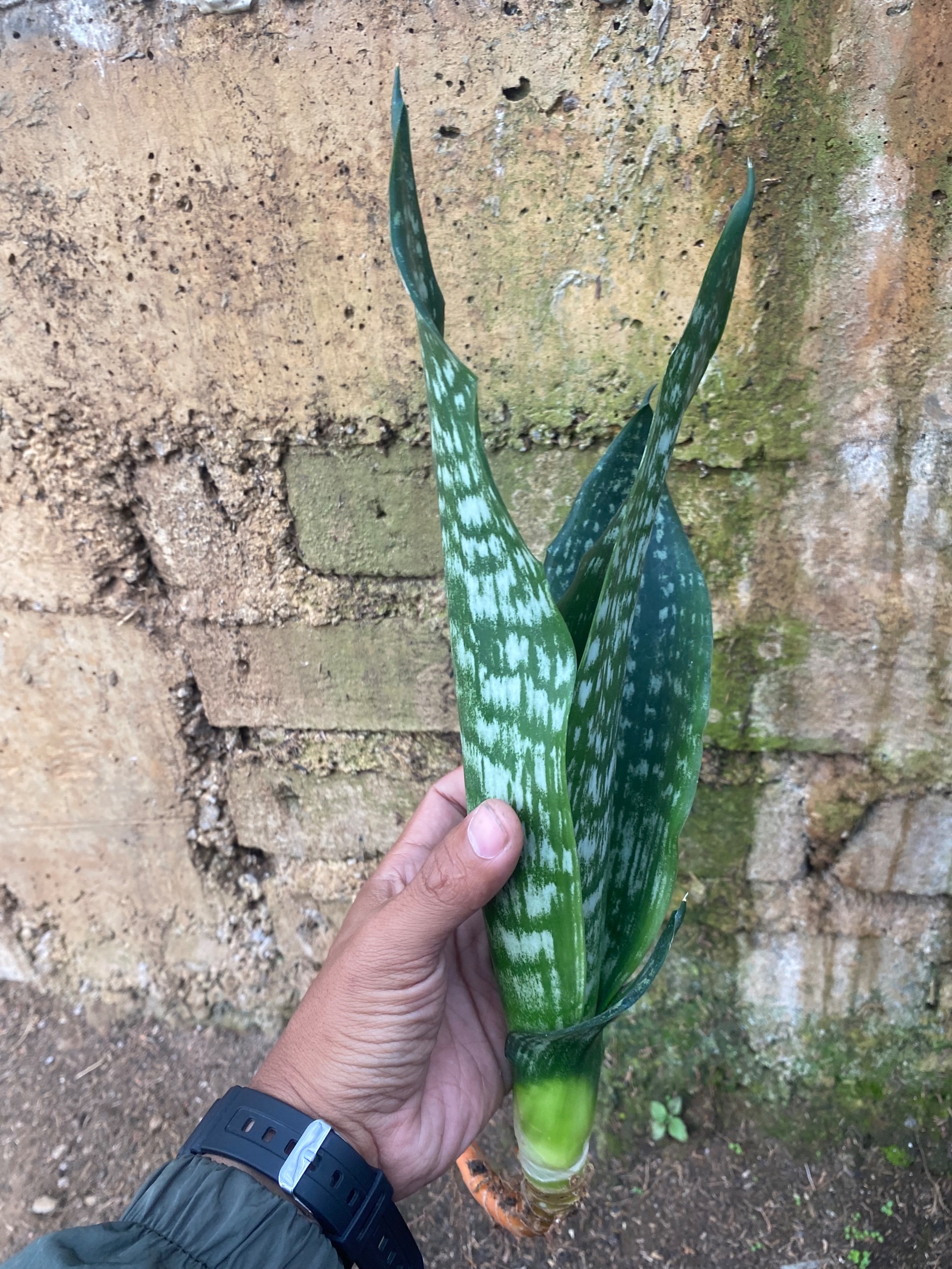 2131. Sansevieria Black Brazilian - Image 6