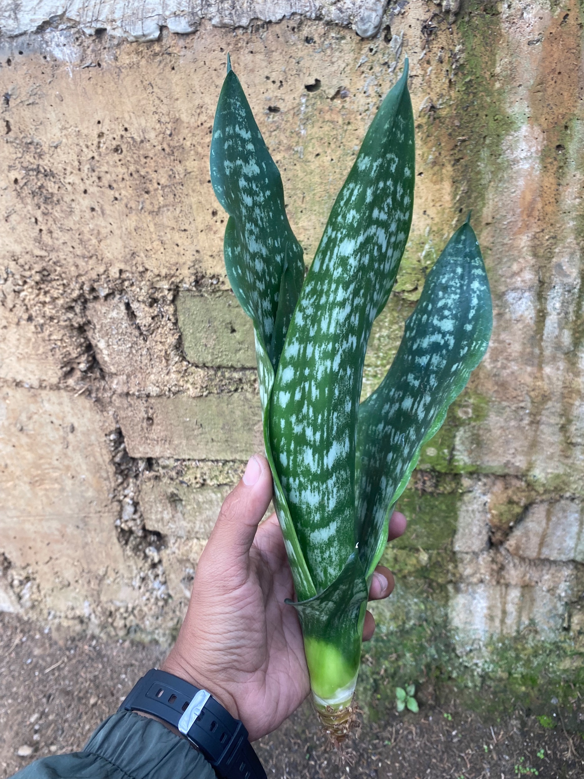 2131. Sansevieria Black Brazilian - Image 4