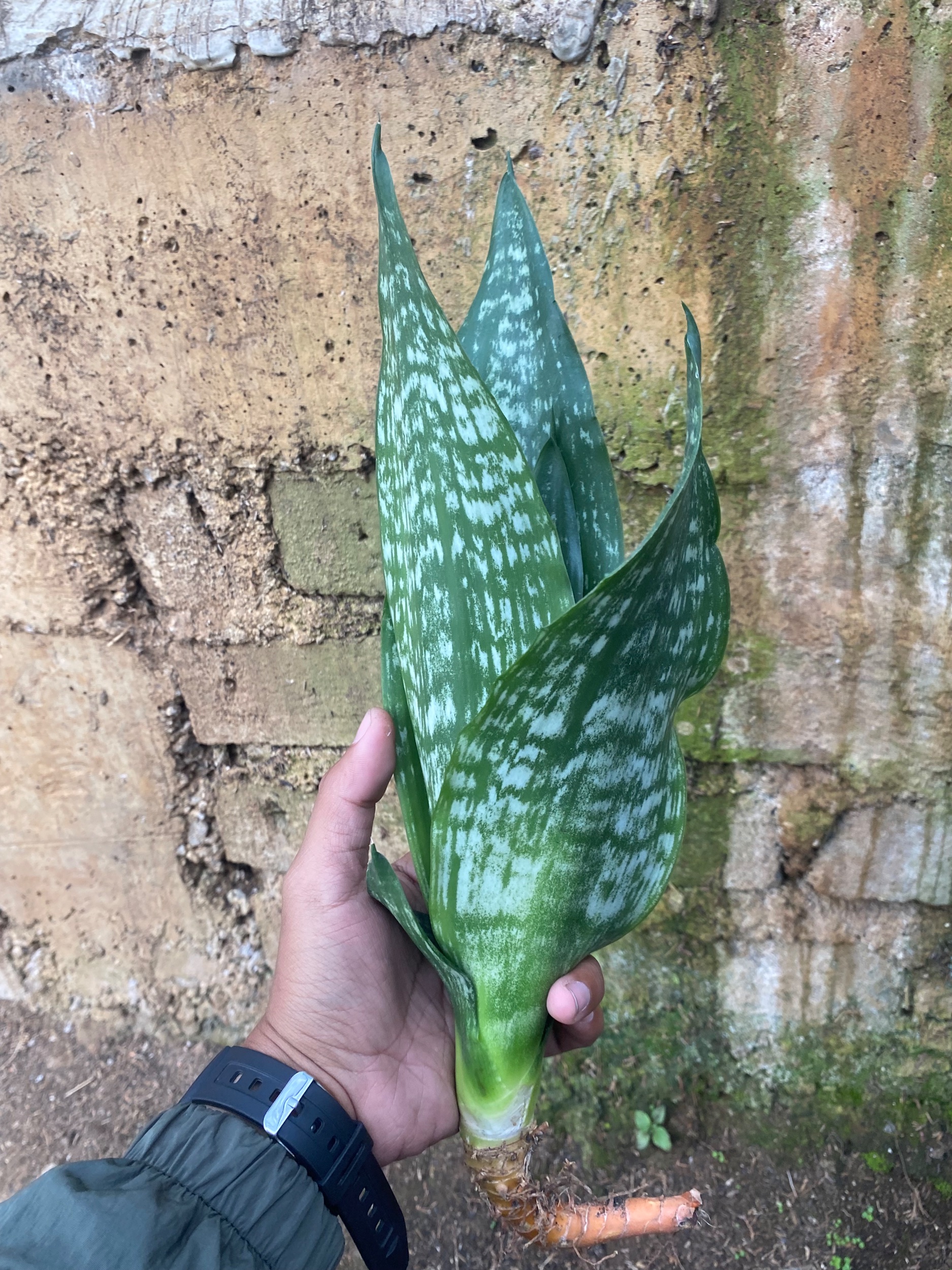 2131. Sansevieria Black Brazilian - Image 5