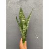 2131. Sansevieria Black Brazilian