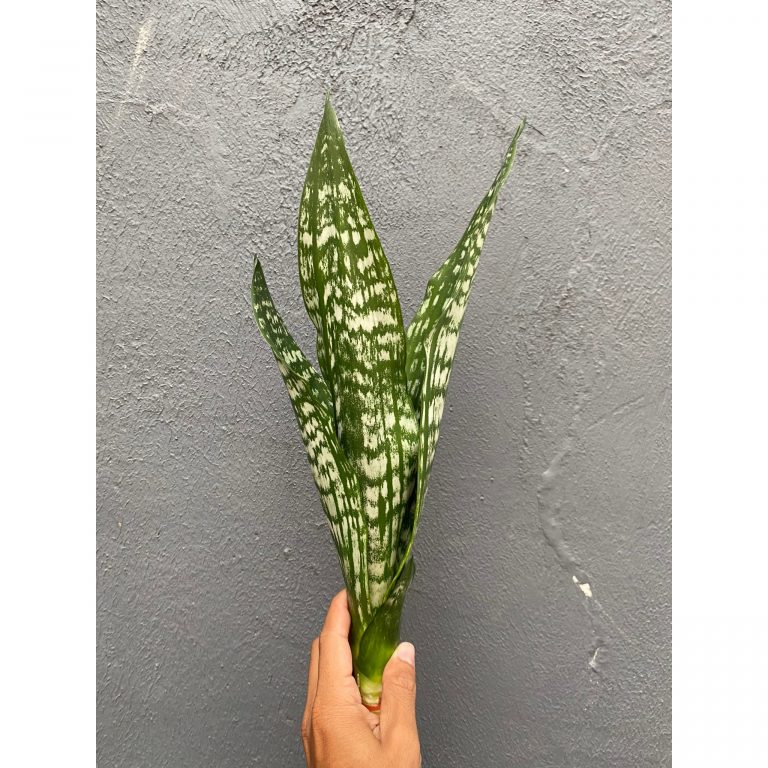2131. Sansevieria Black Brazilian