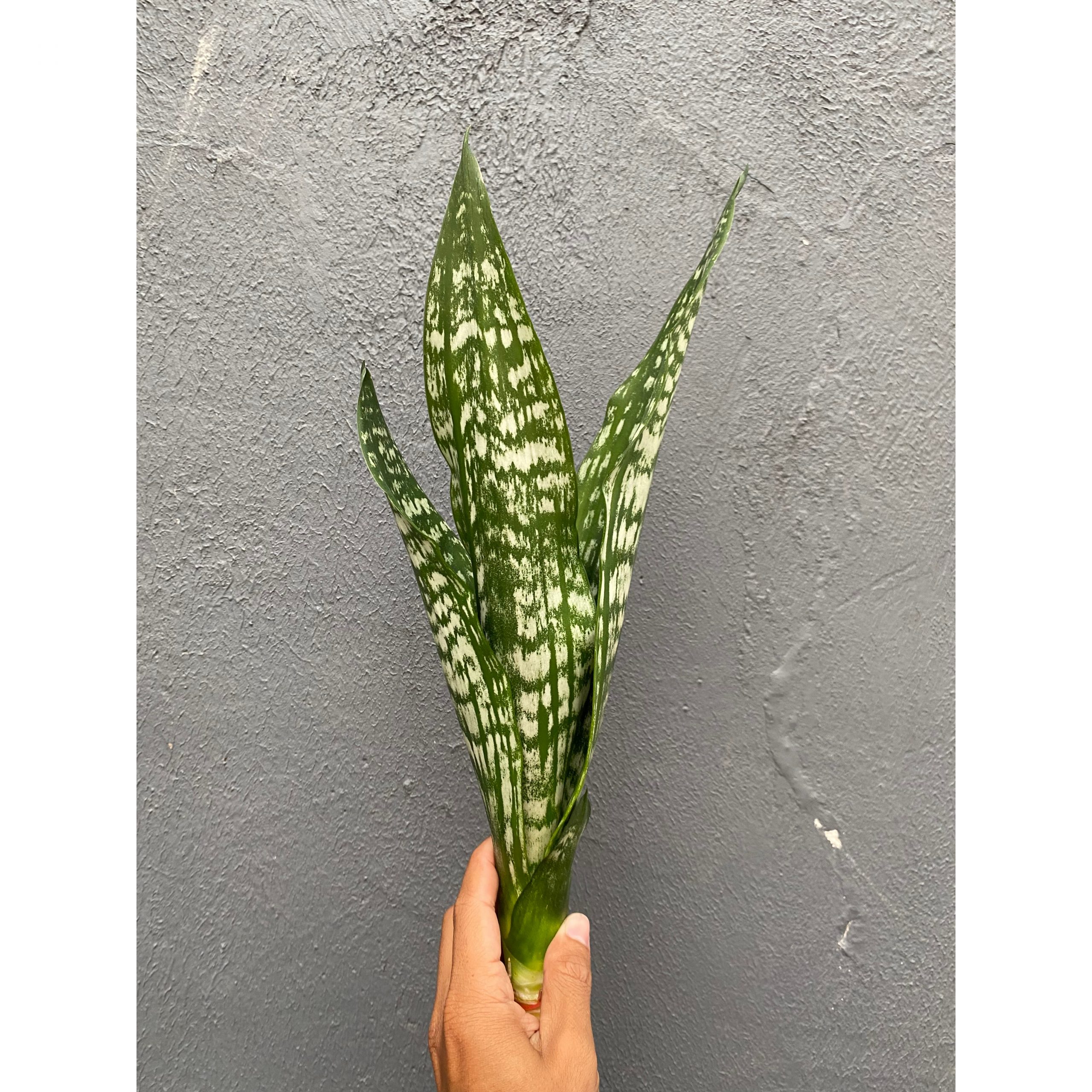 2131. Sansevieria Black Brazilian