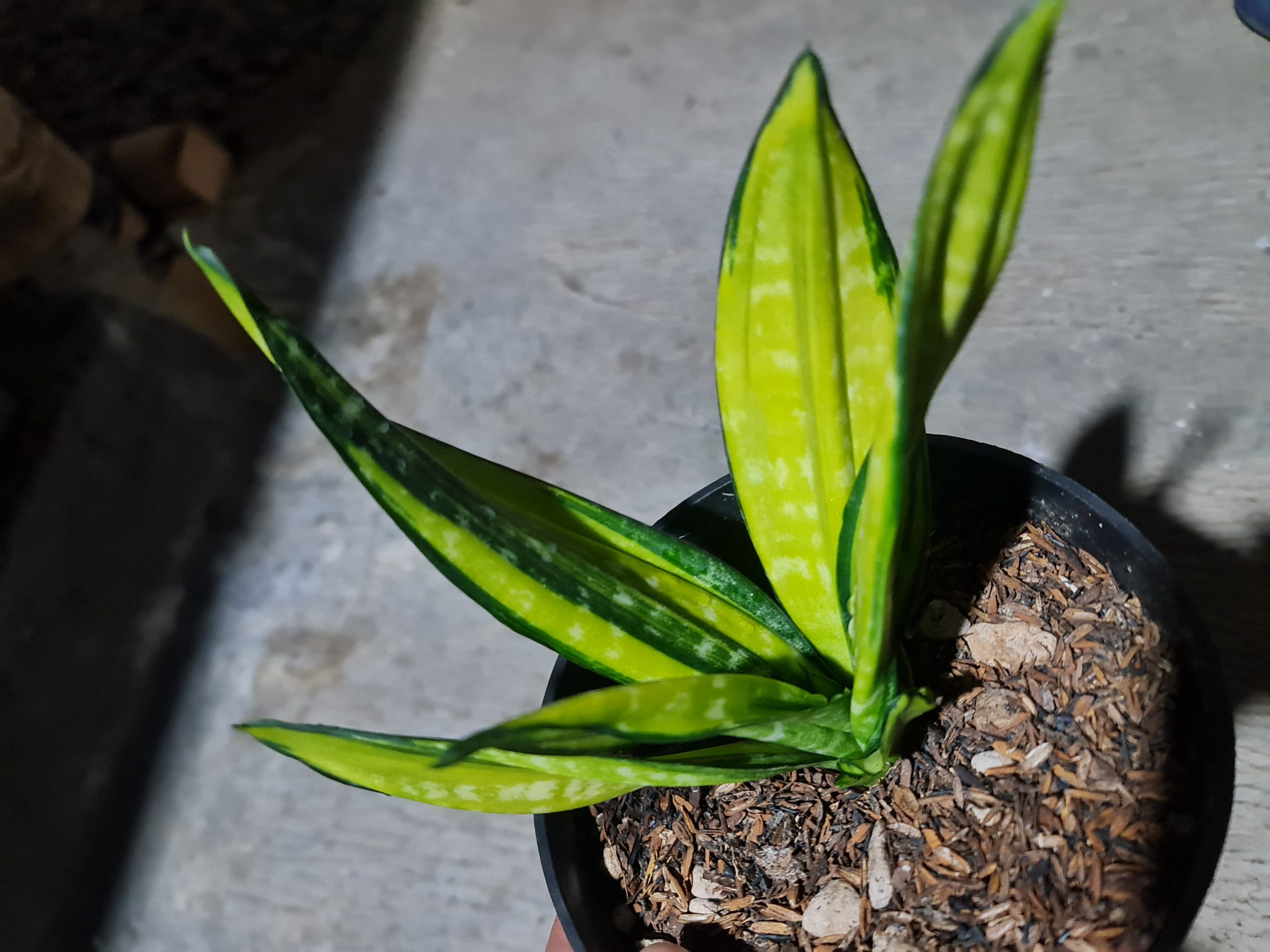 1504. Sansevieria Black Brazilian Variegated - Image 2