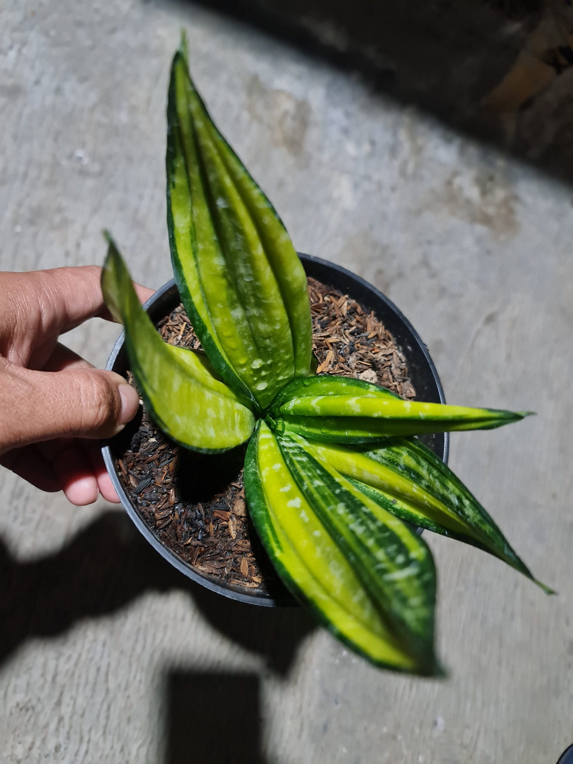 1504. Sansevieria Black Brazilian Variegated - Image 3