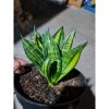 1504. Sansevieria Black Brazilian Variegated