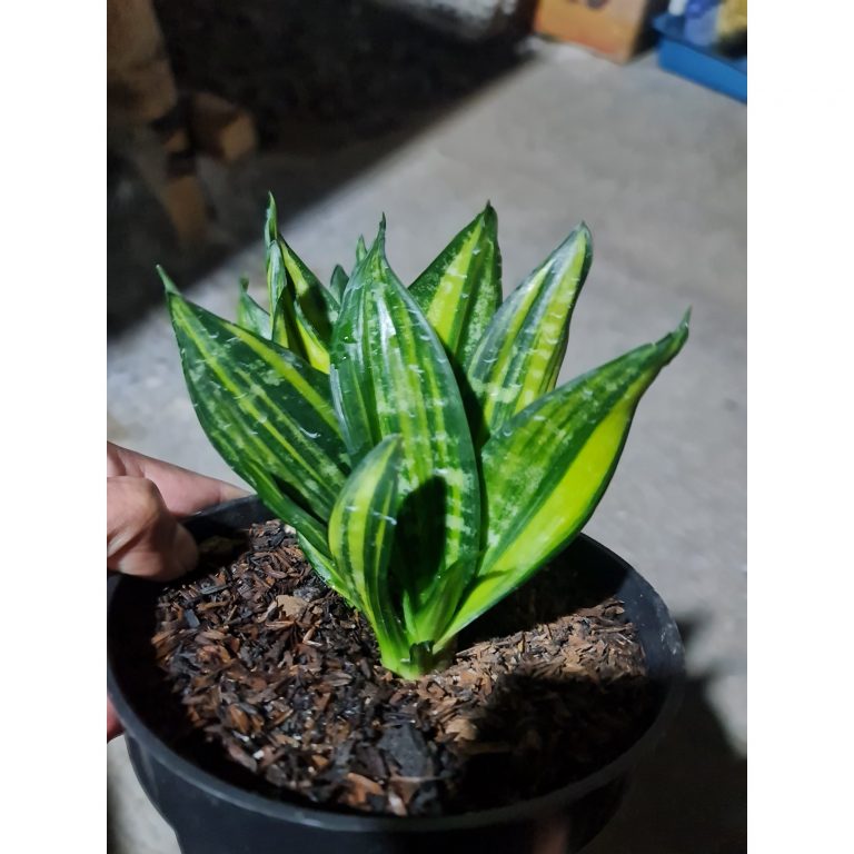 1504. Sansevieria Black Brazilian Variegated