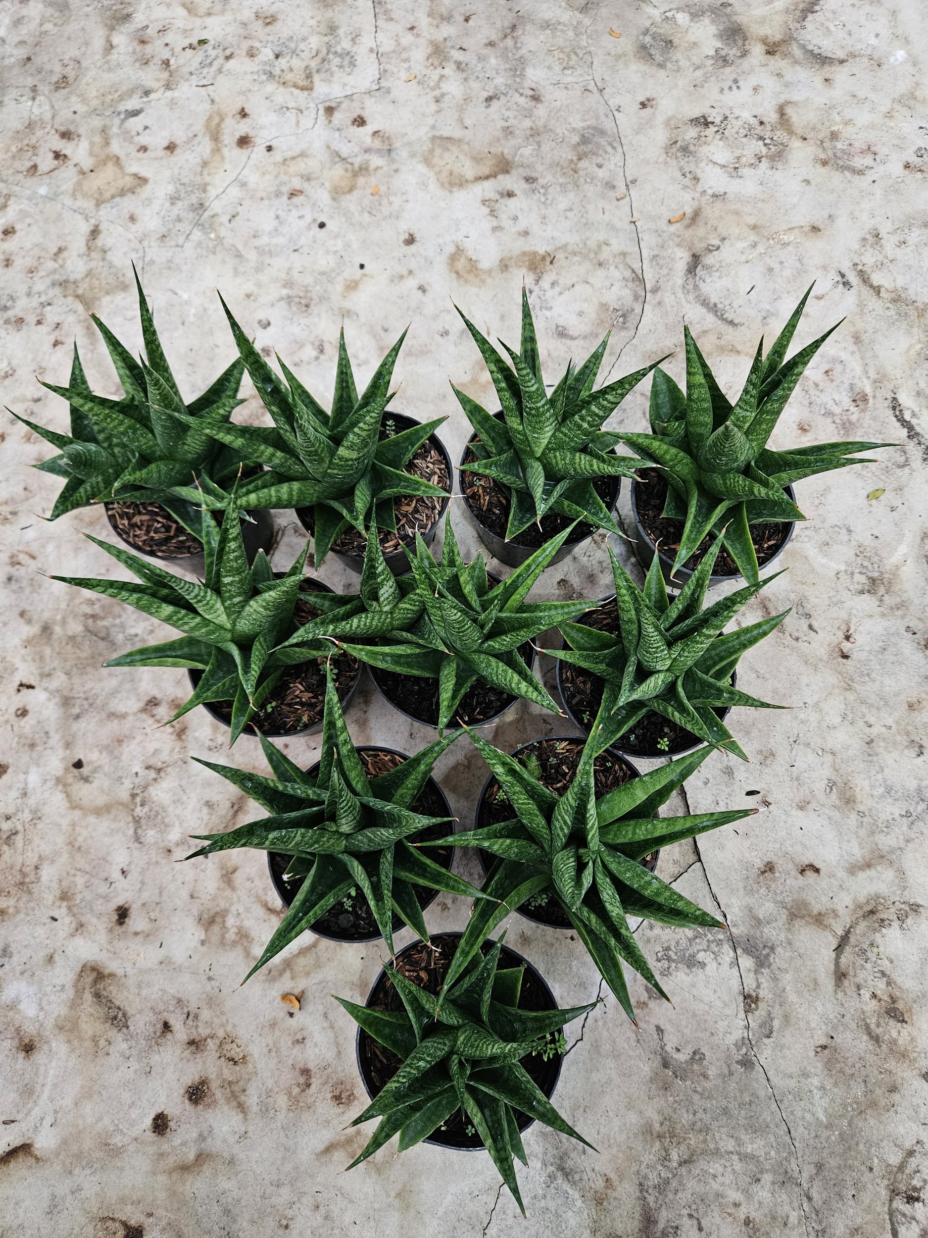 2211. Sansevieria Black Fat - Image 2