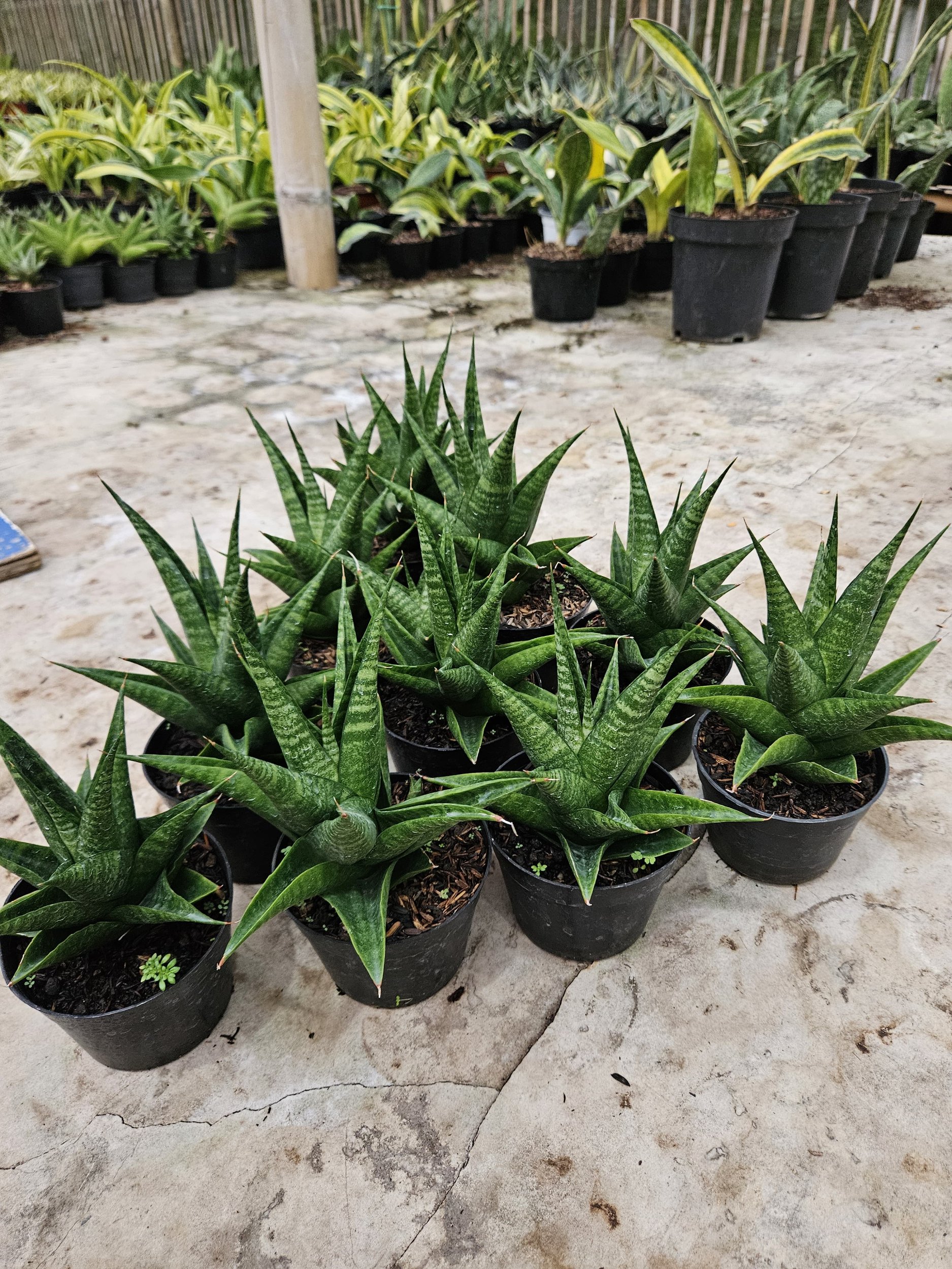 2211. Sansevieria Black Fat - Image 3