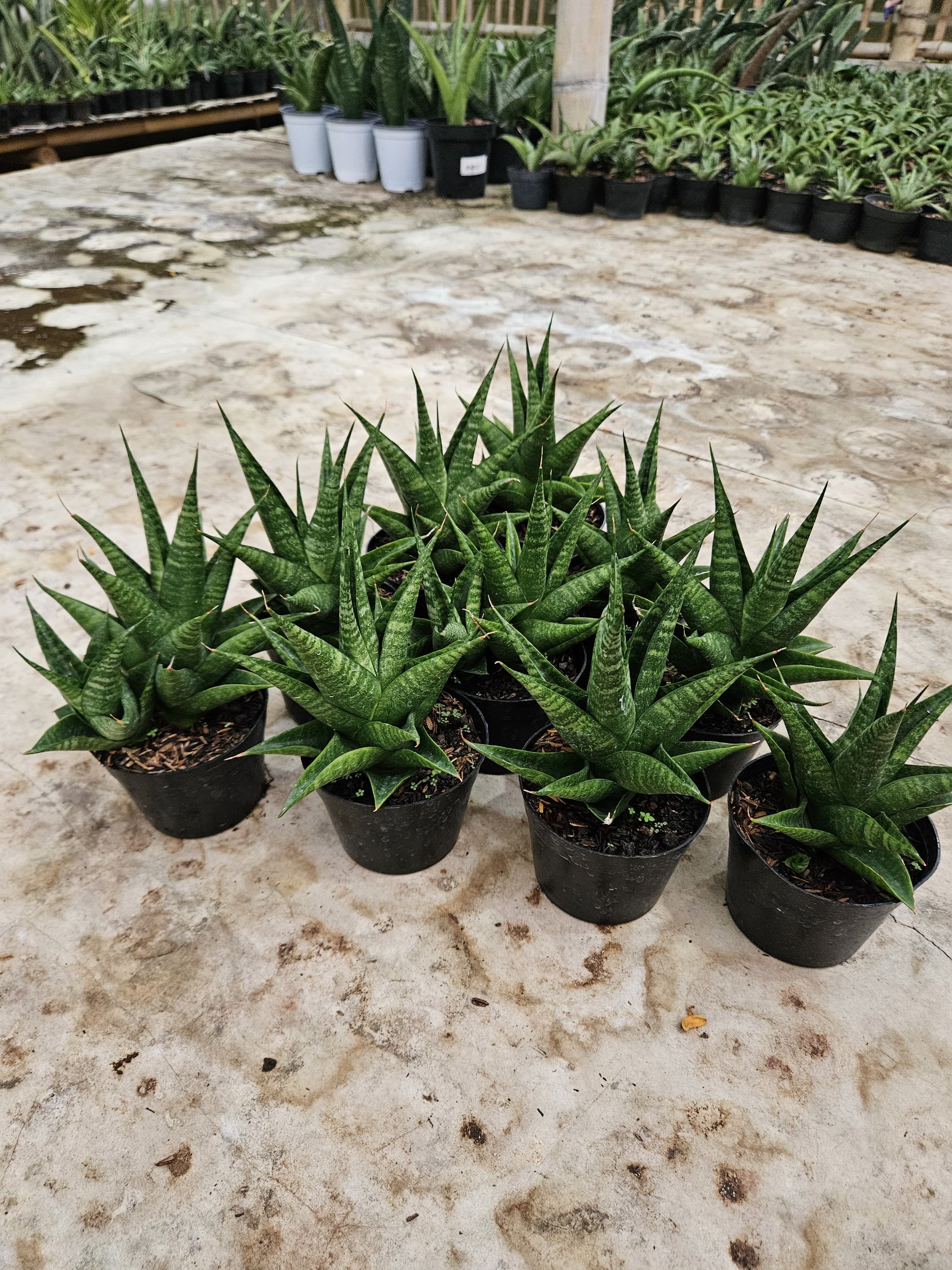 2211. Sansevieria Black Fat - Image 4