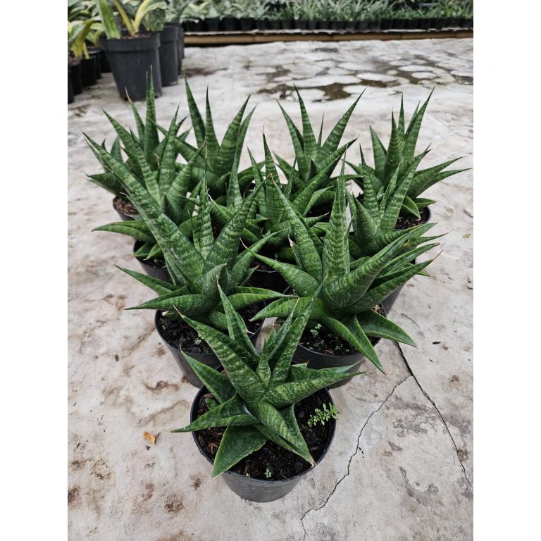 2211. Sansevieria Black Fat