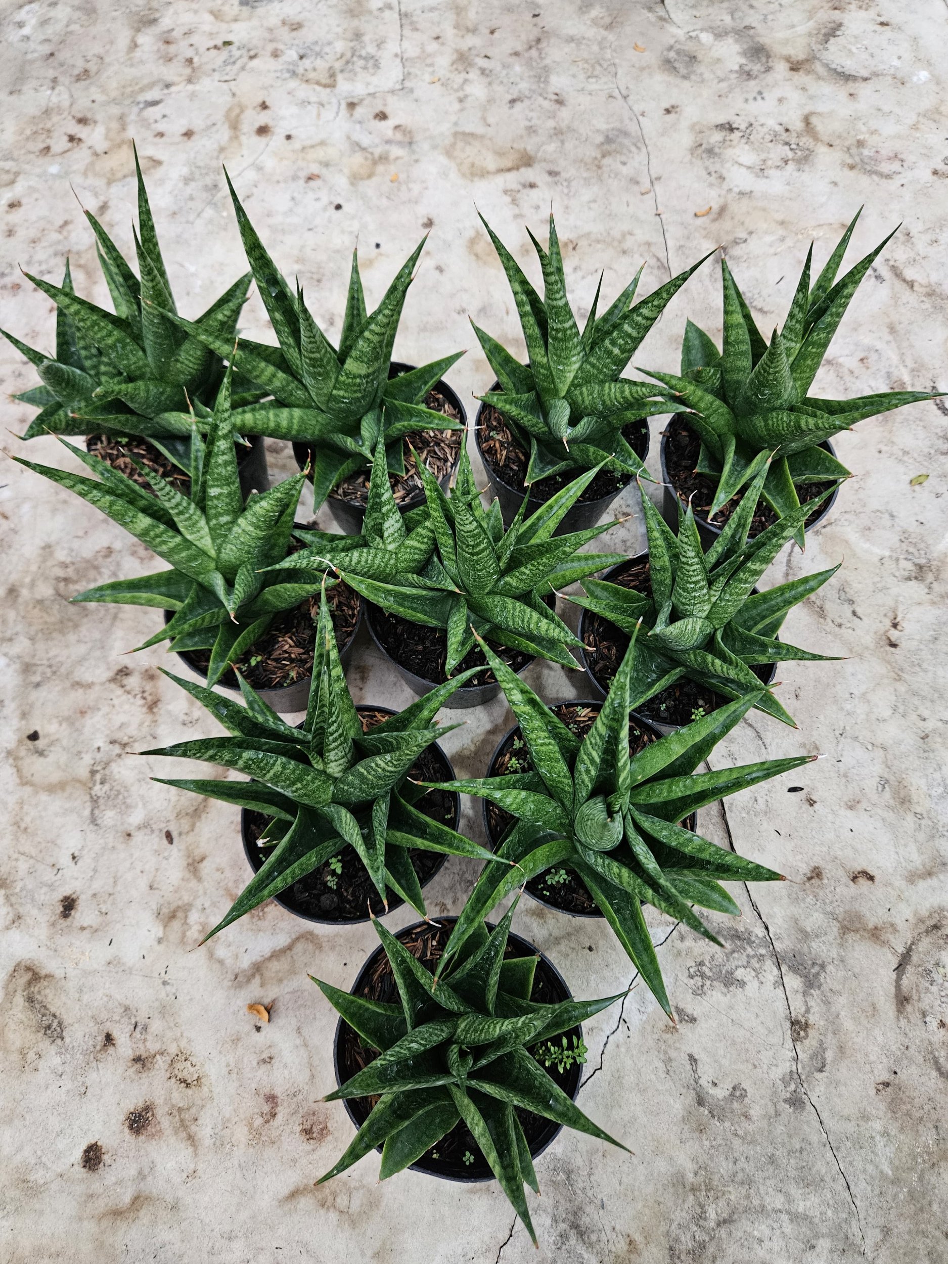 2211. Sansevieria Black Fat - Image 5