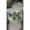 2172. Sansevieria Black Hawk X Ariella 5pcs