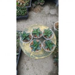 2172. Sansevieria Black Hawk X Ariella 5pcs