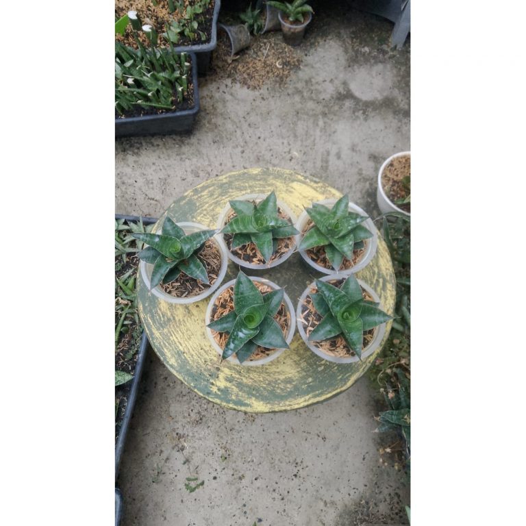 2172. Sansevieria Black Hawk X Ariella 5pcs