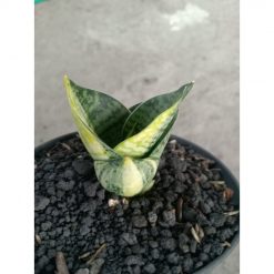 2237. Sansevieria Black Mamba Varigated (kid)
