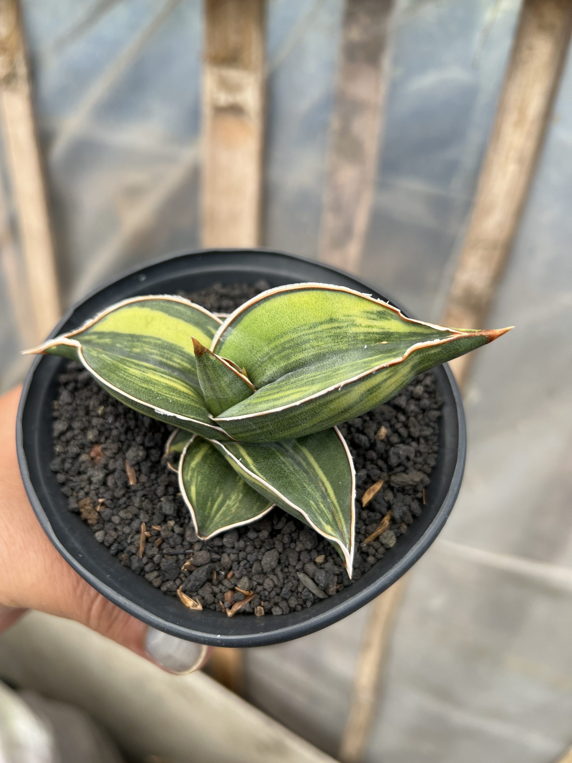 1217. Sansevieria Black Pinguicula - Image 14