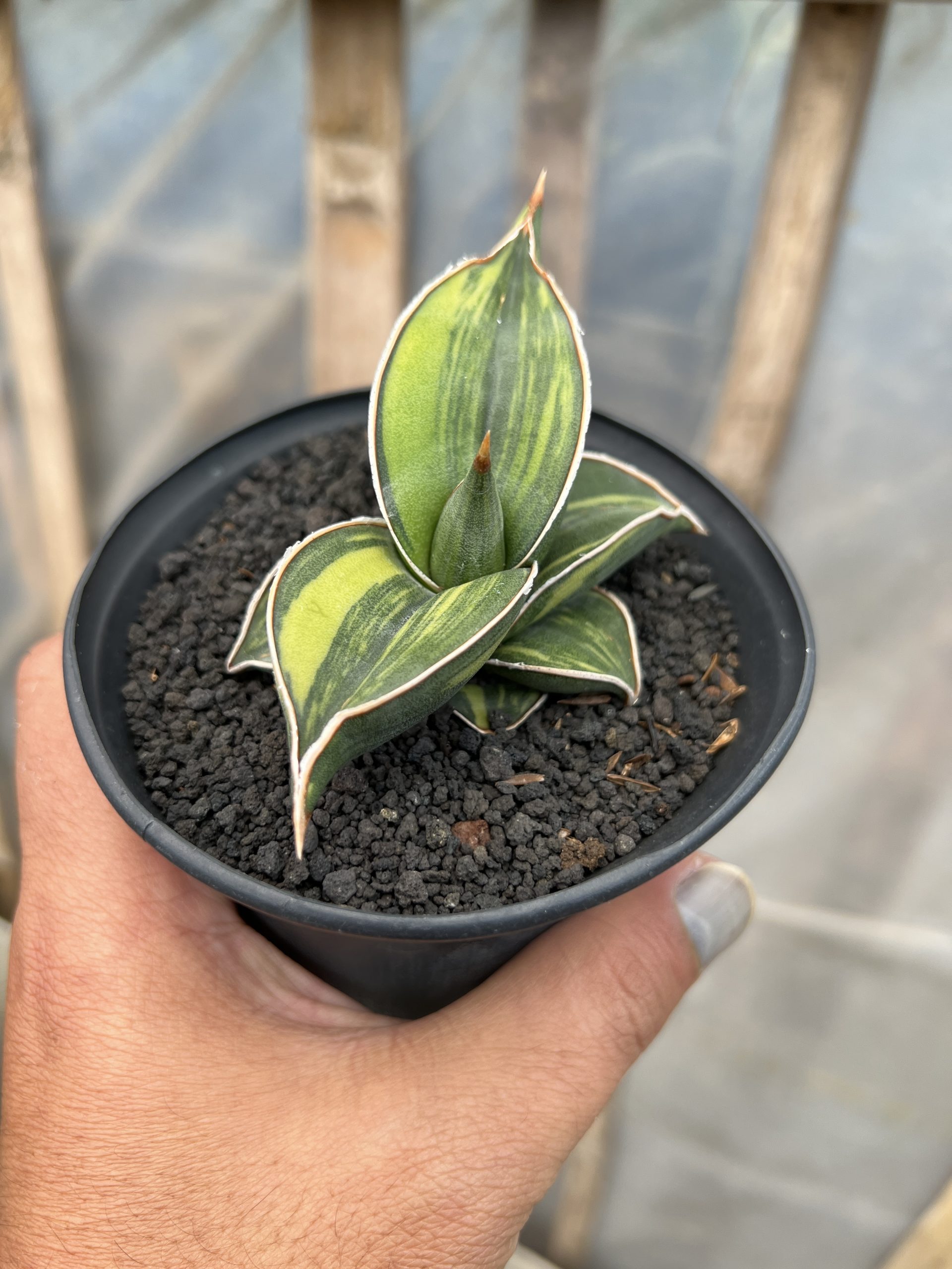1217. Sansevieria Black Pinguicula - Image 15