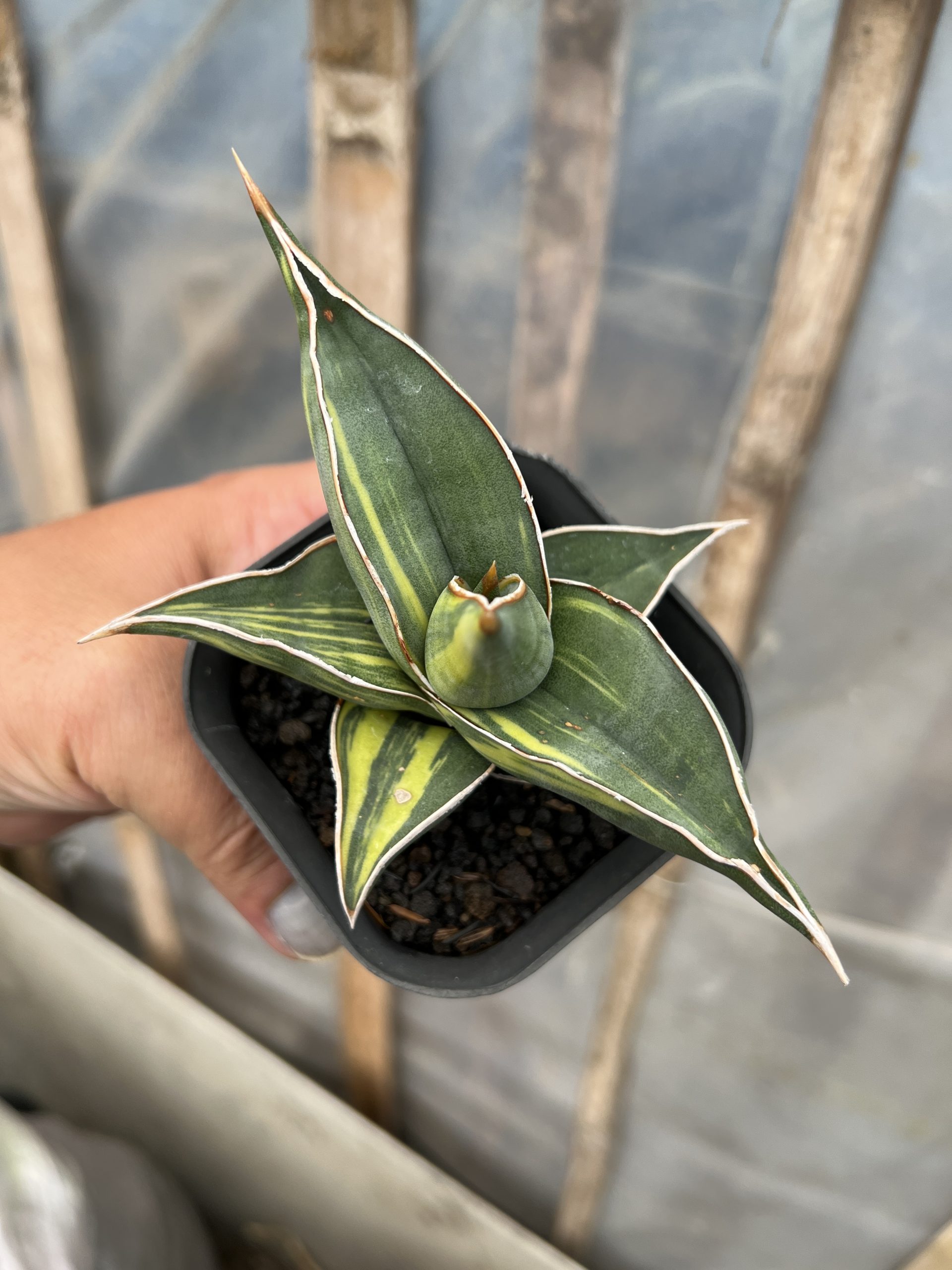 1217. Sansevieria Black Pinguicula - Image 2