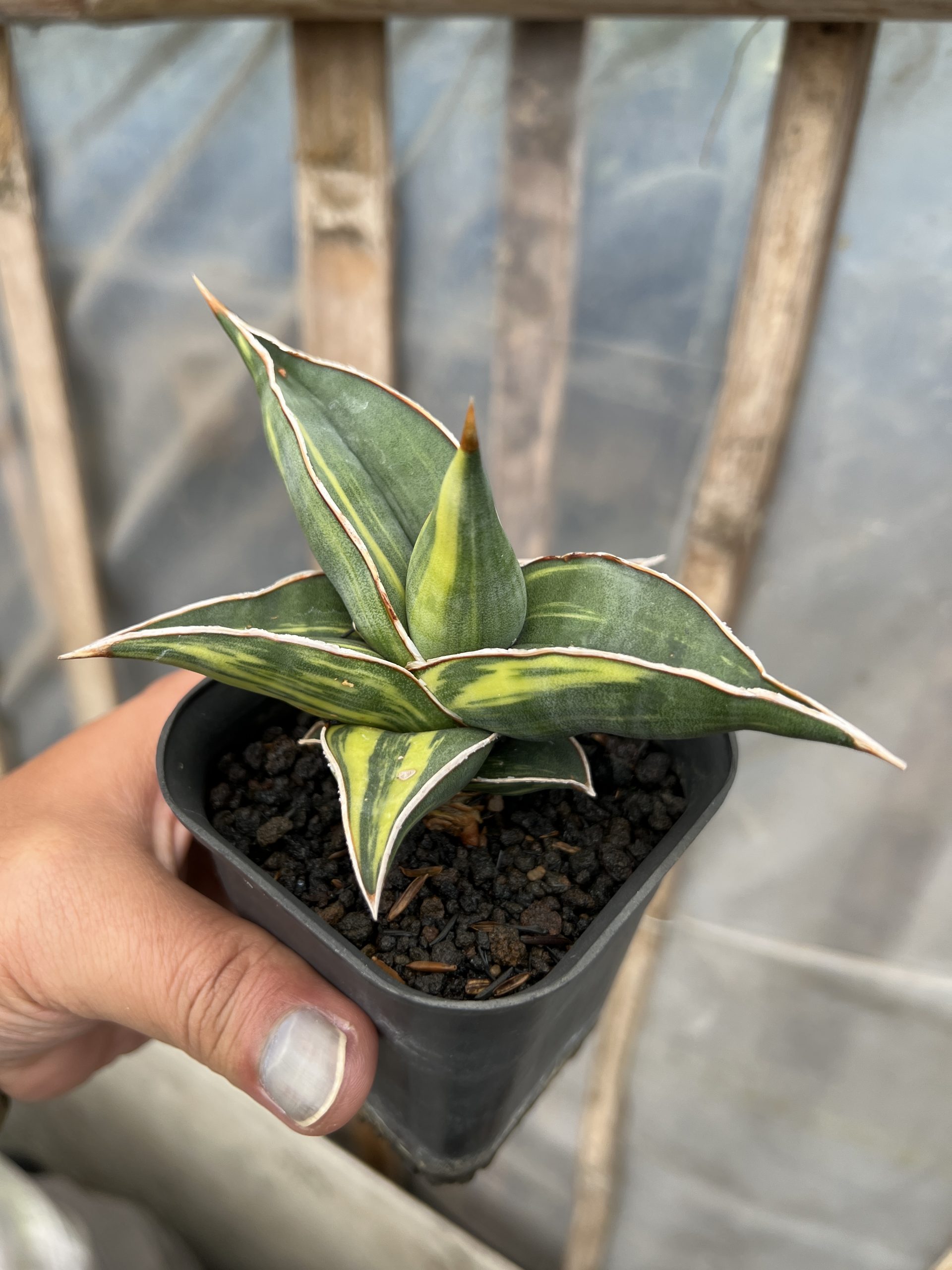 1217. Sansevieria Black Pinguicula - Image 16