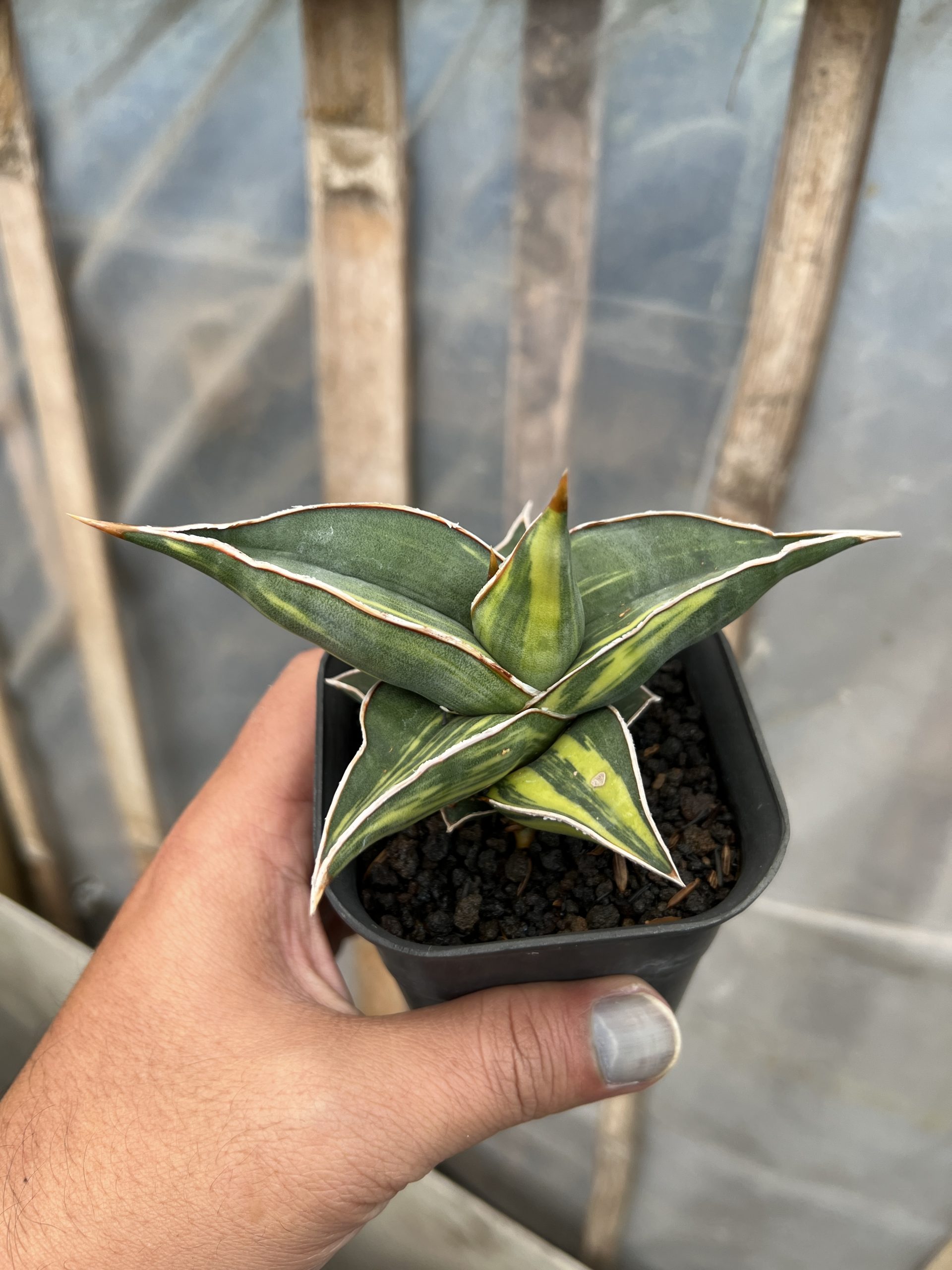 1217. Sansevieria Black Pinguicula - Image 17