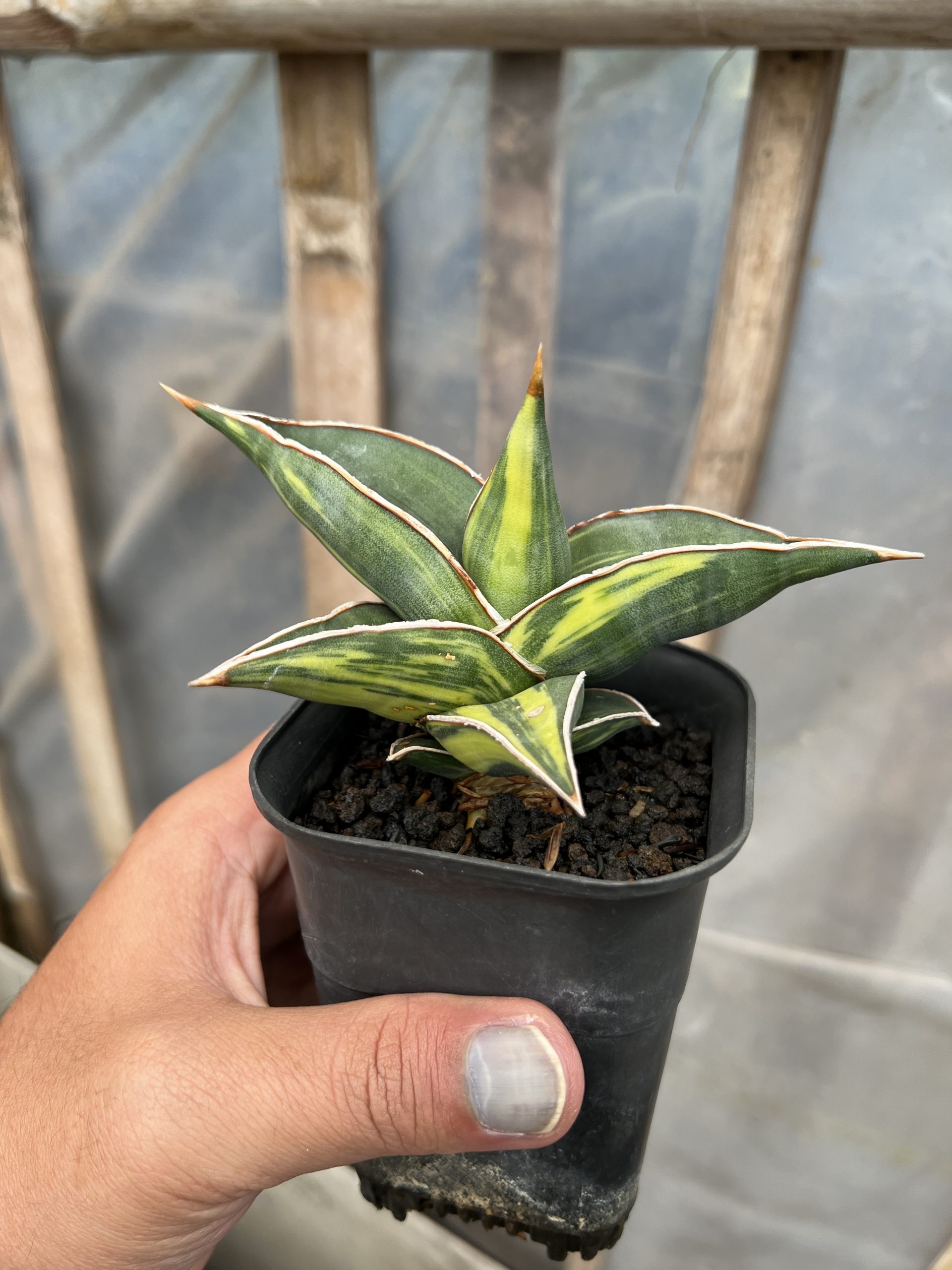 1217. Sansevieria Black Pinguicula - Image 18