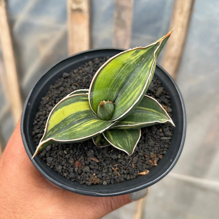 1217. Sansevieria Black Pinguicula