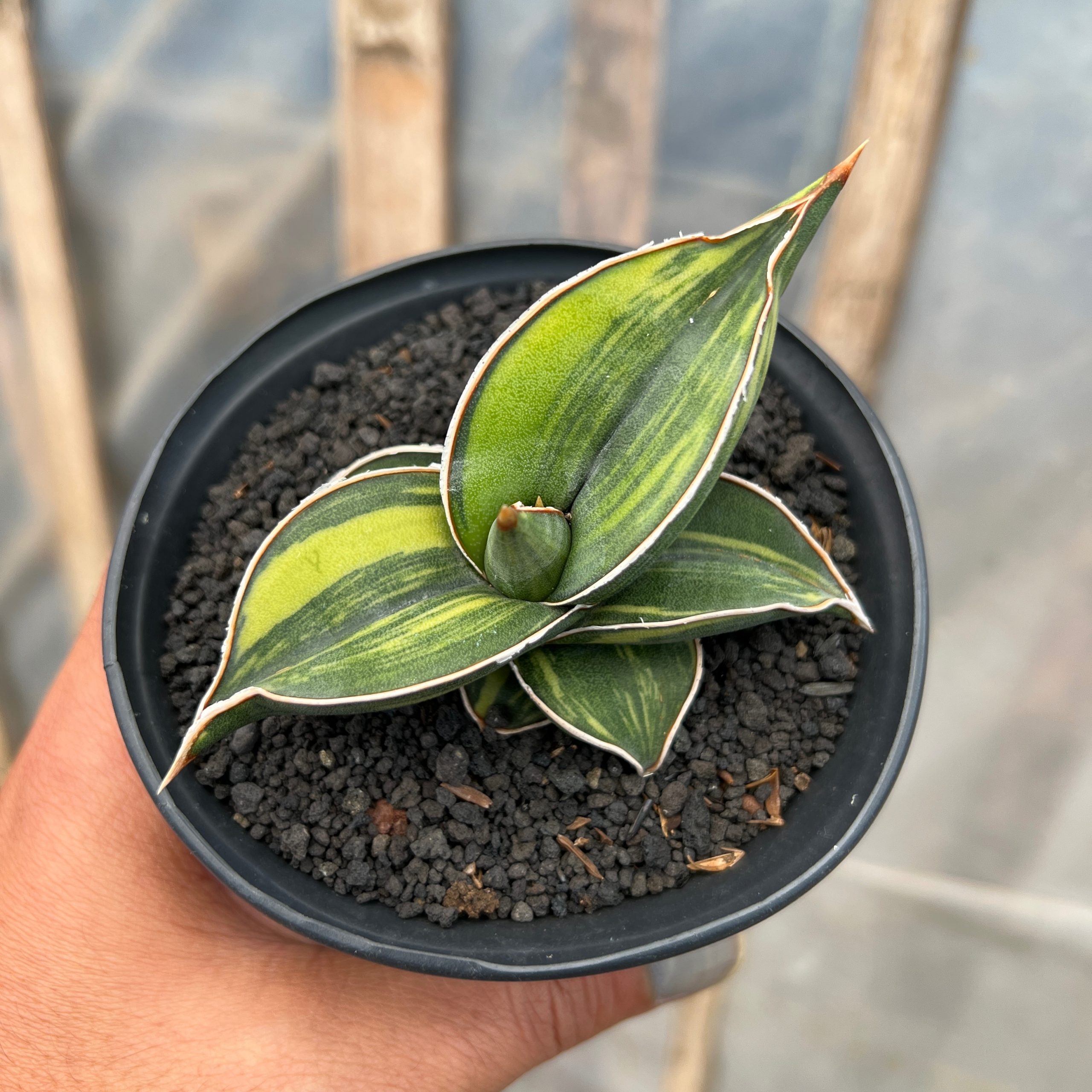 1217. Sansevieria Black Pinguicula