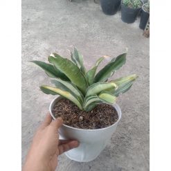 2012. Sansevieria Black Rose Variegated Jumbo Size