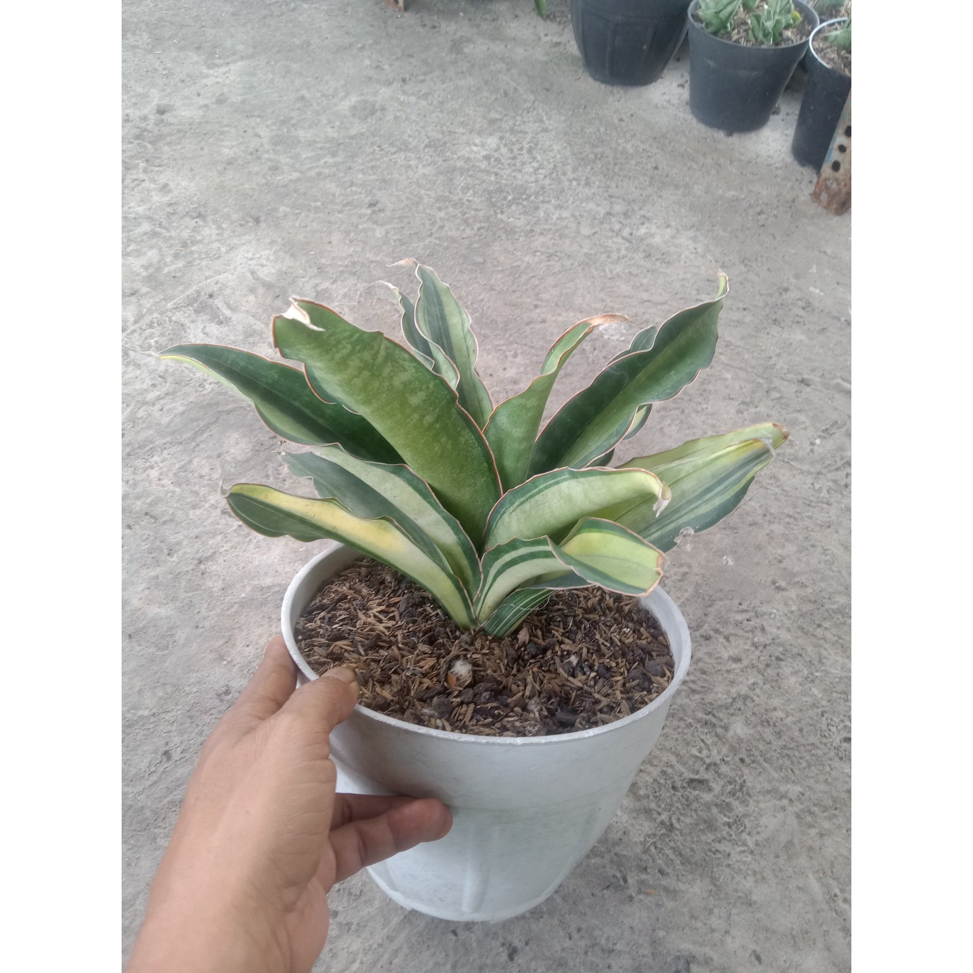 2012. Sansevieria Black Rose Variegated Jumbo Size