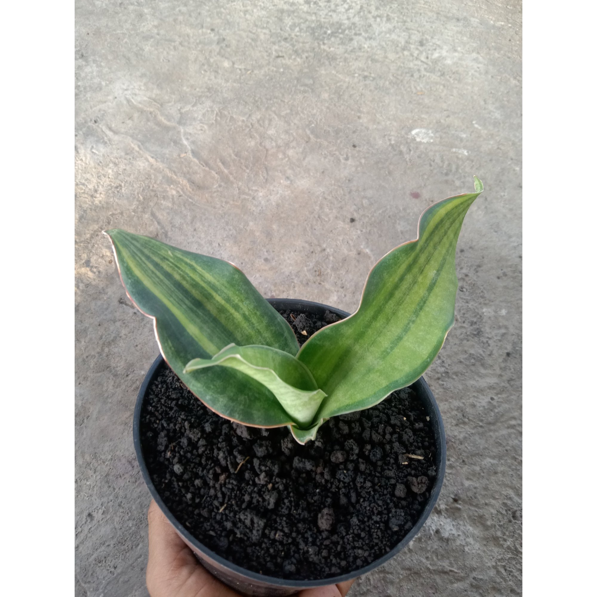 2081. Sansevieria Black Rose Yellow Variegated