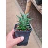 2291. Sansevieria Blacky