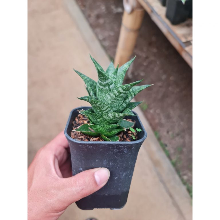 2291. Sansevieria Blacky